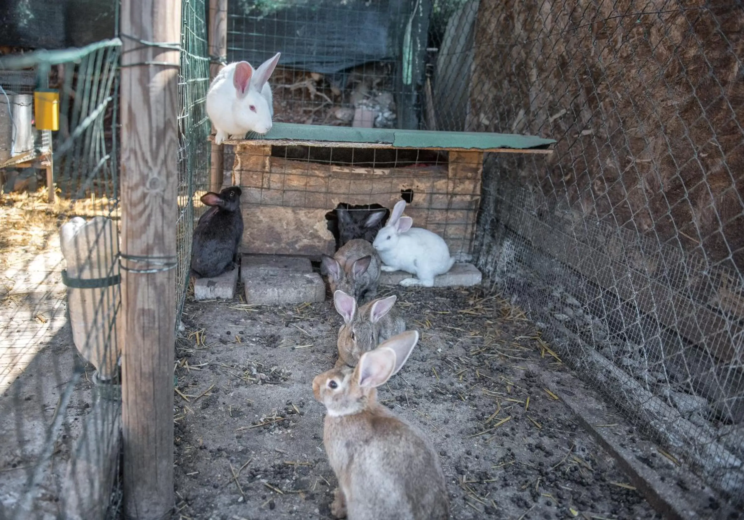 Pets in L'Agrifoglio di Assisi Residenza di Campagna