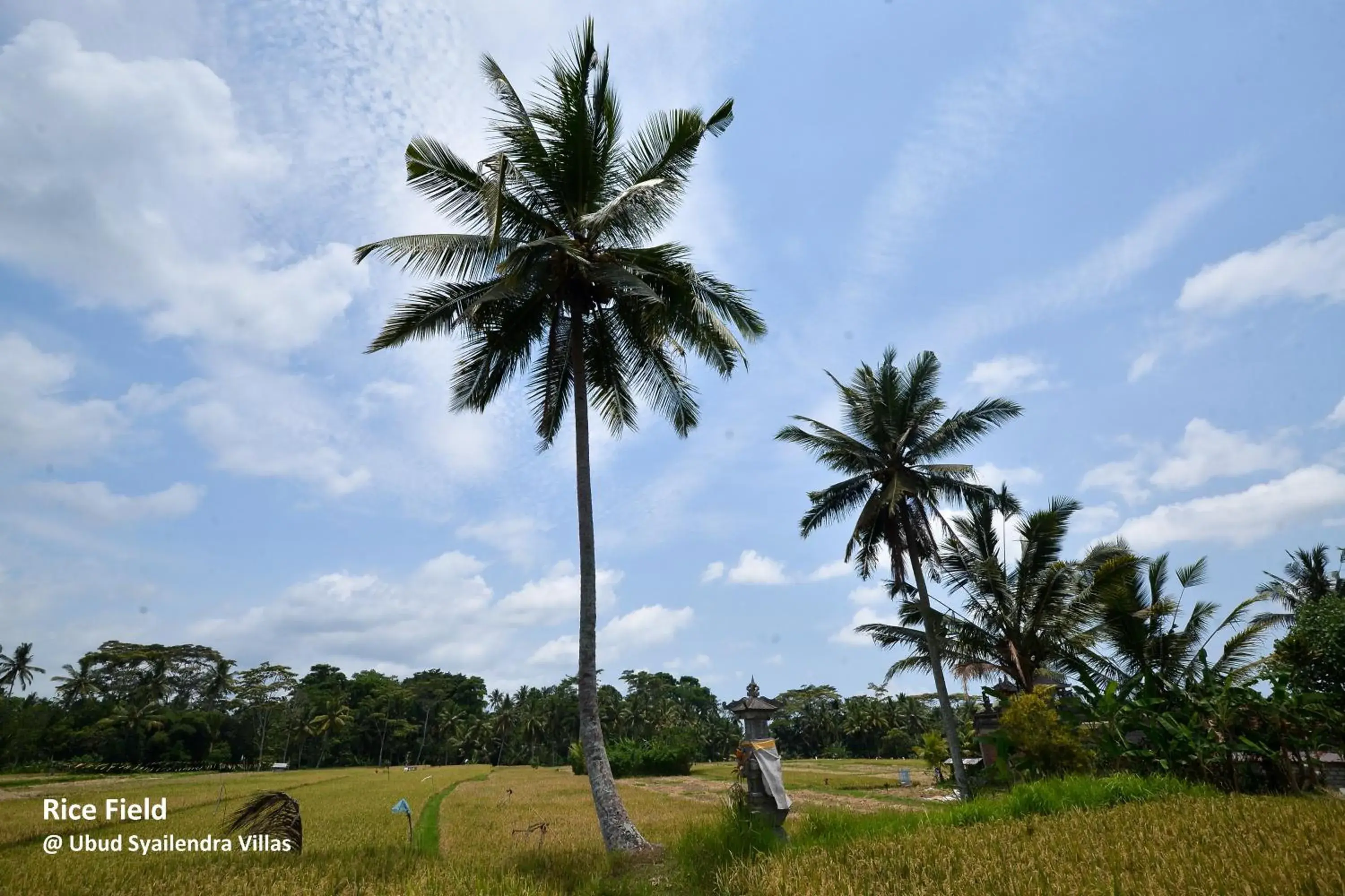 Nearby landmark in Ubud Syailendra Heritage Villas by EPS