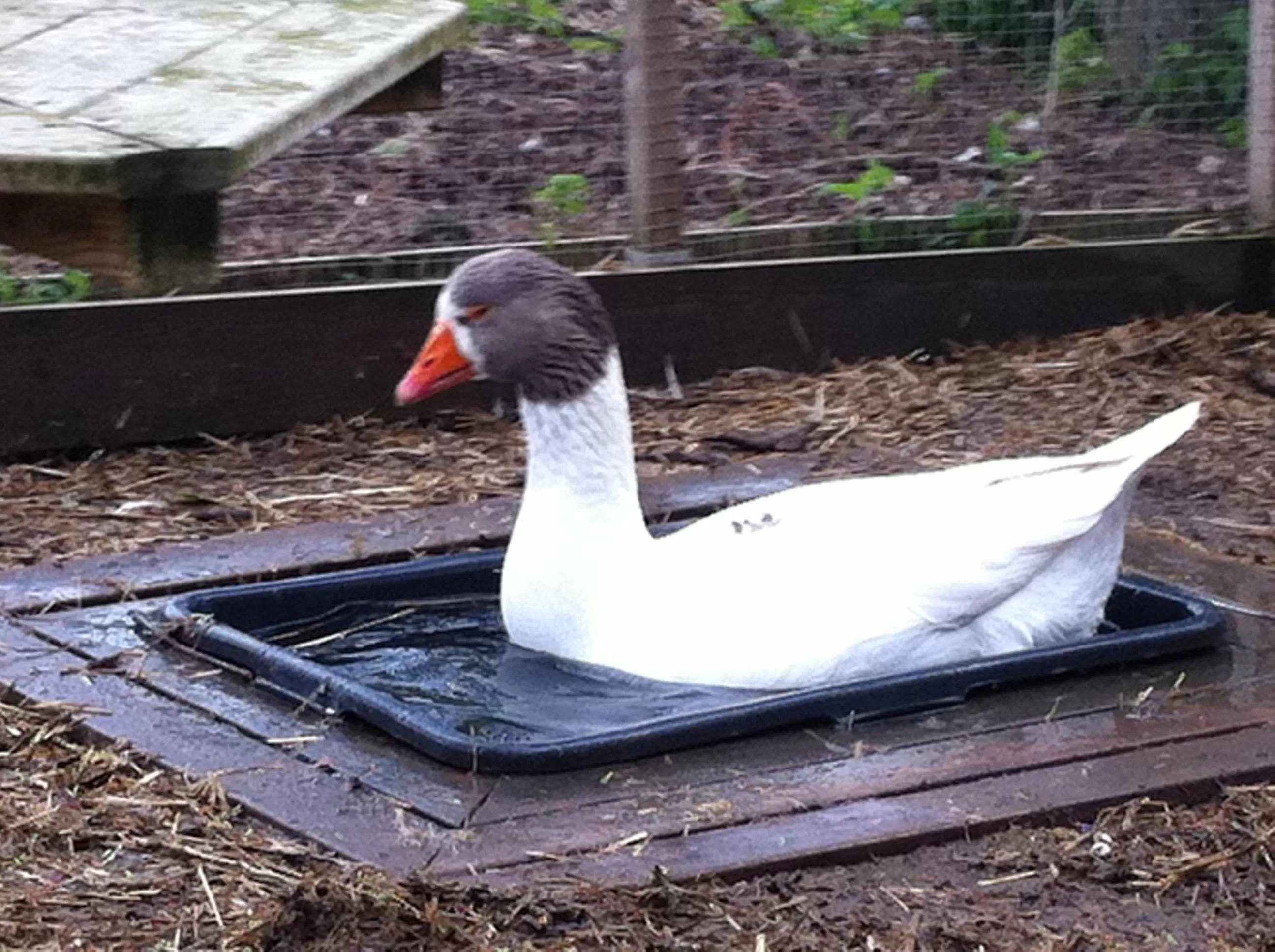 Animals in Mattisgården Bed & Breakfast