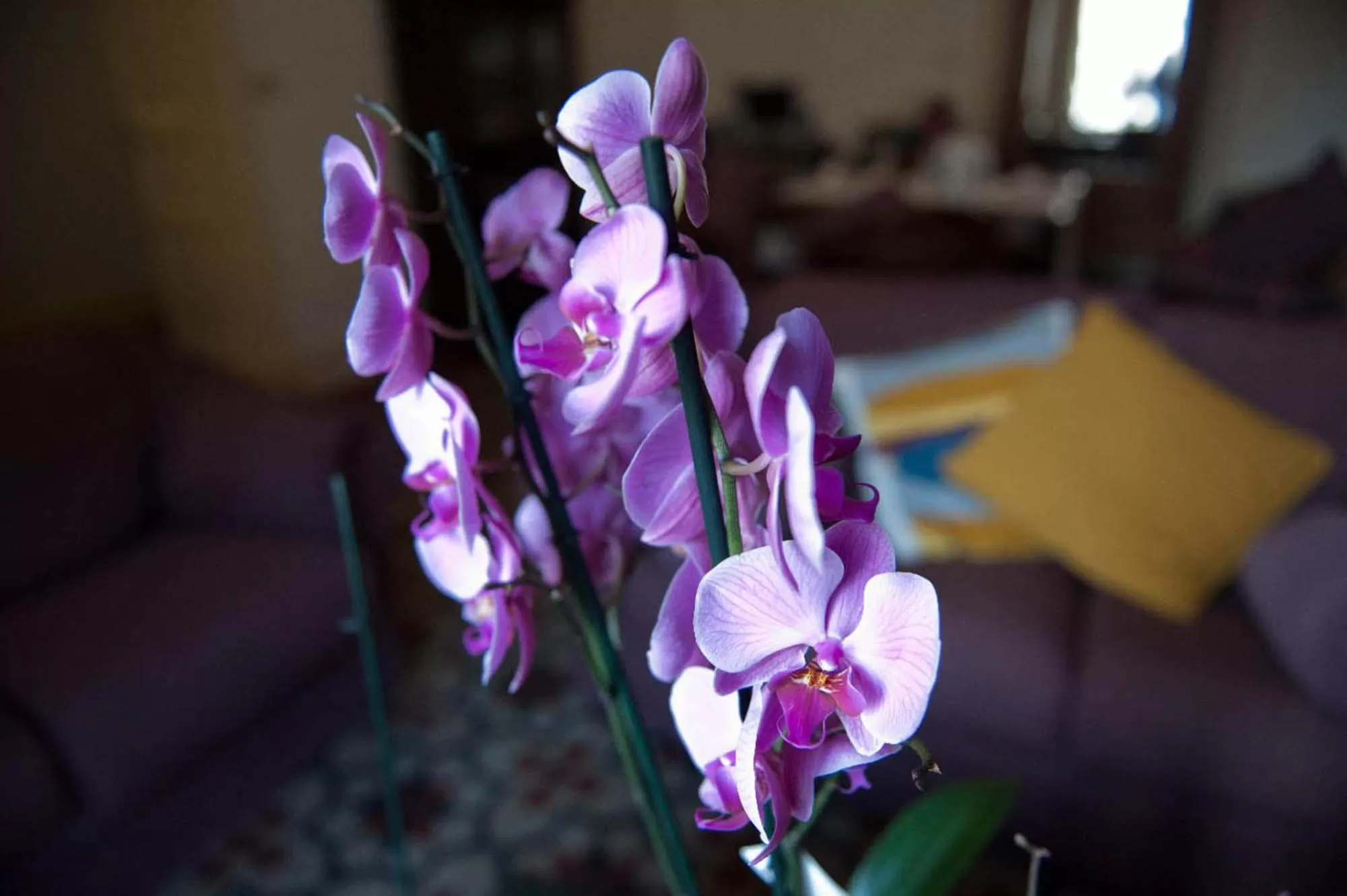 Communal lounge/ TV room in Ivana B&B