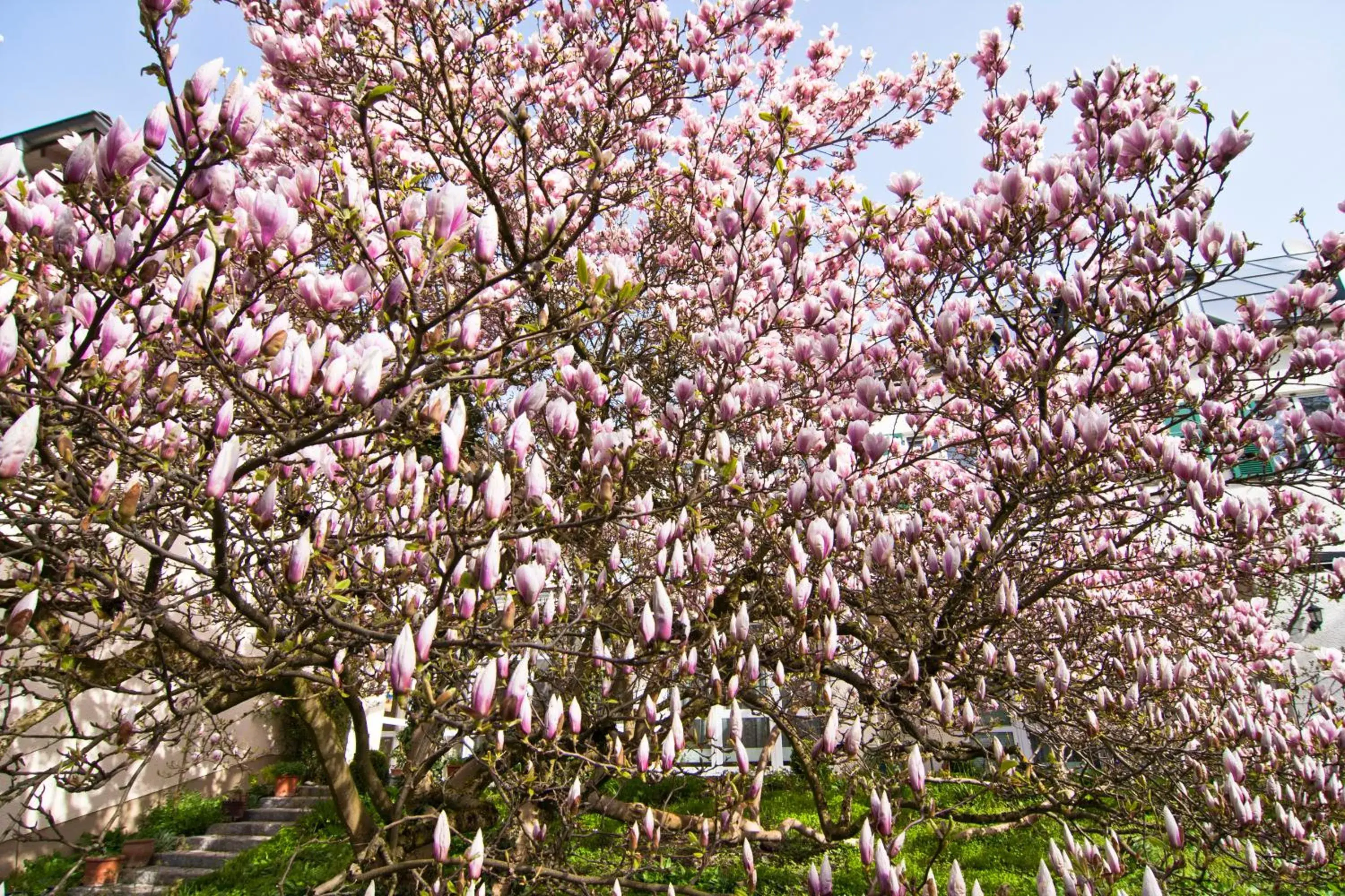 Spring, Other Animals in Villa Arborea