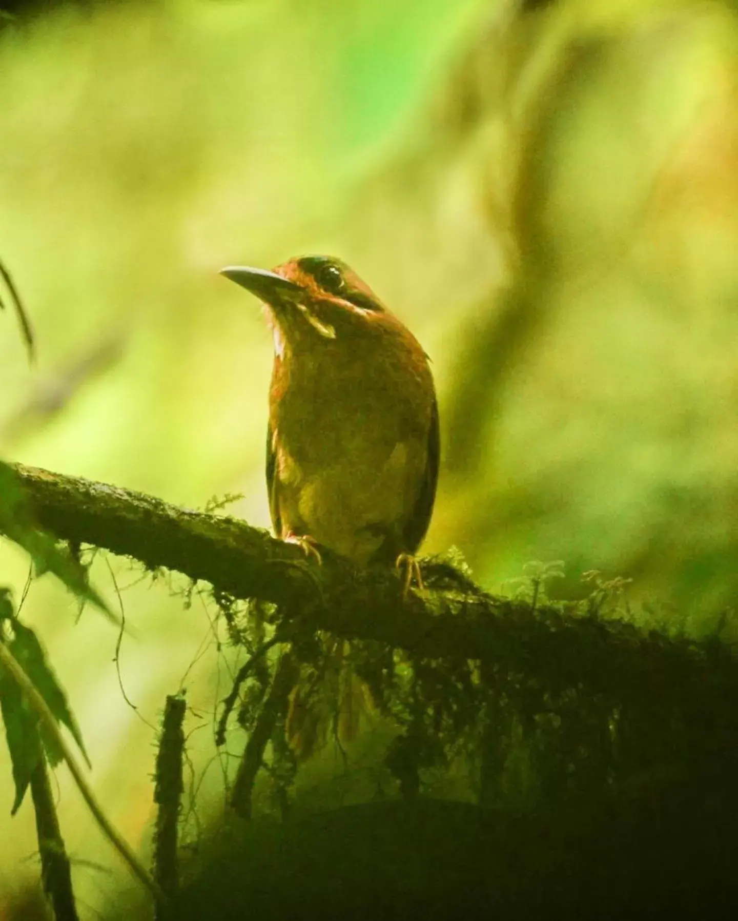 Animals, Other Animals in Birds & Breakfast Costa Rica