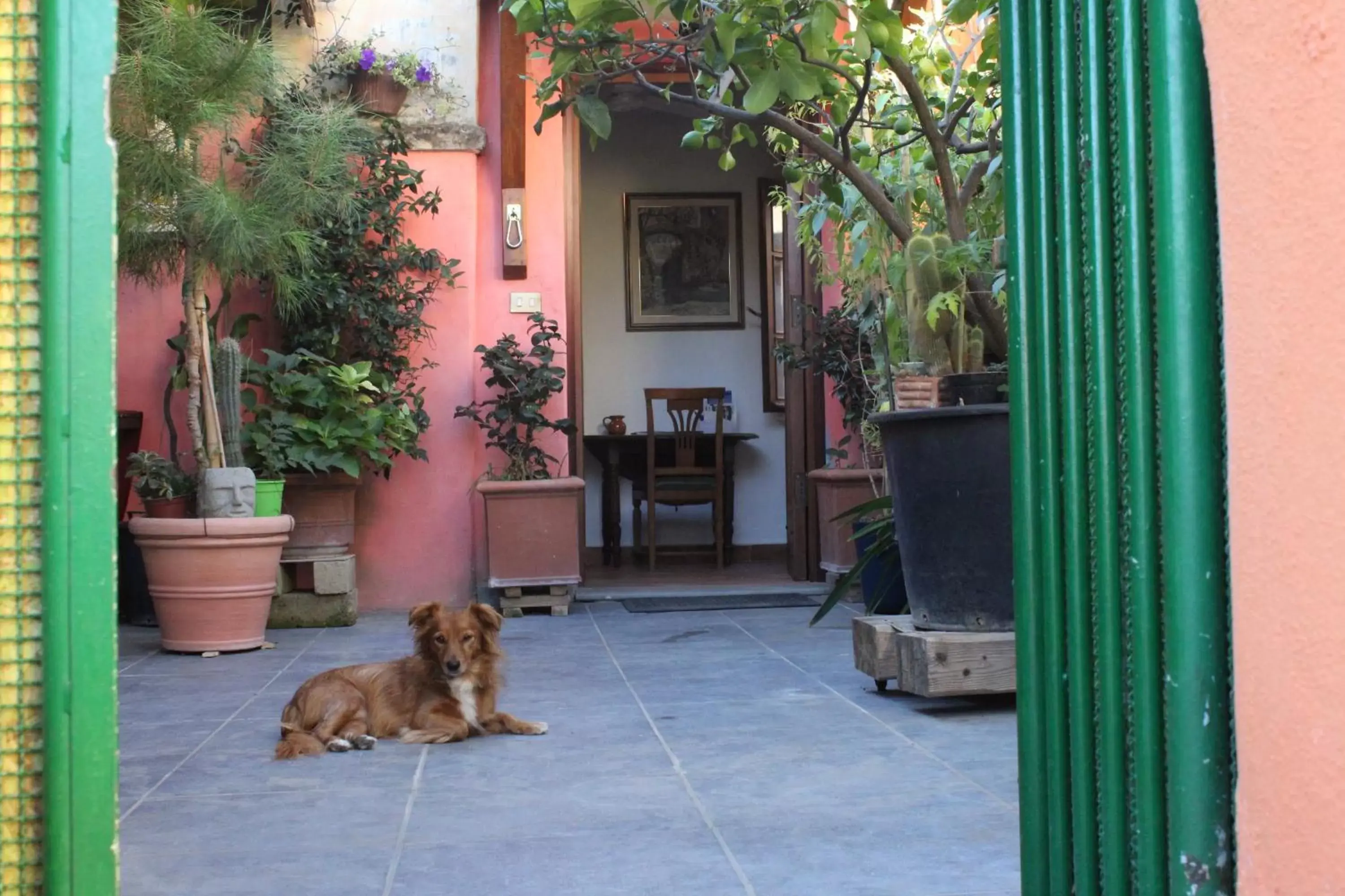 Balcony/Terrace, Pets in La Scaletta