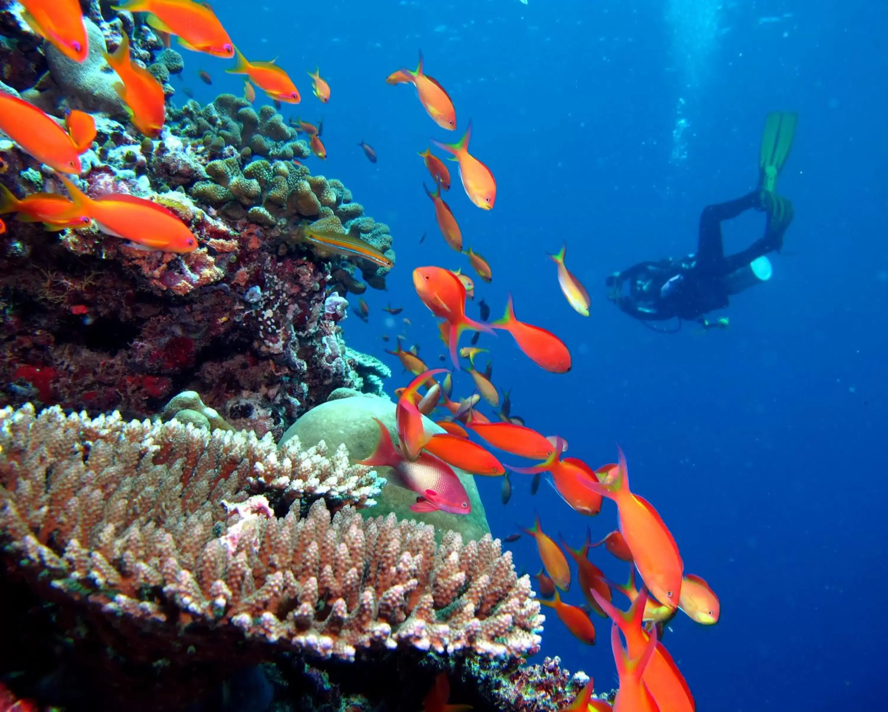 Diving, Other Animals in Kandima Maldives