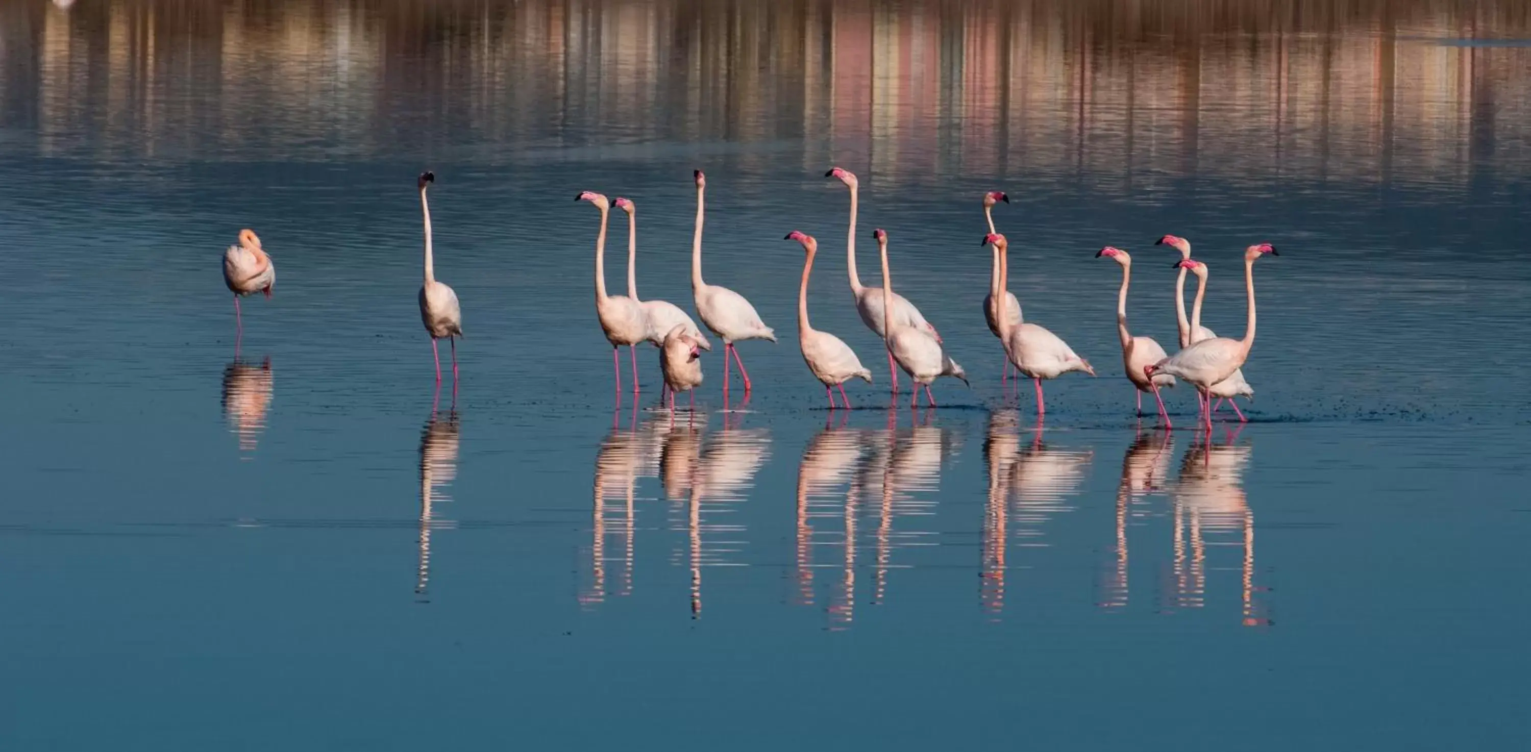 Nearby landmark, Other Animals in Affittacamere Sa Pardula