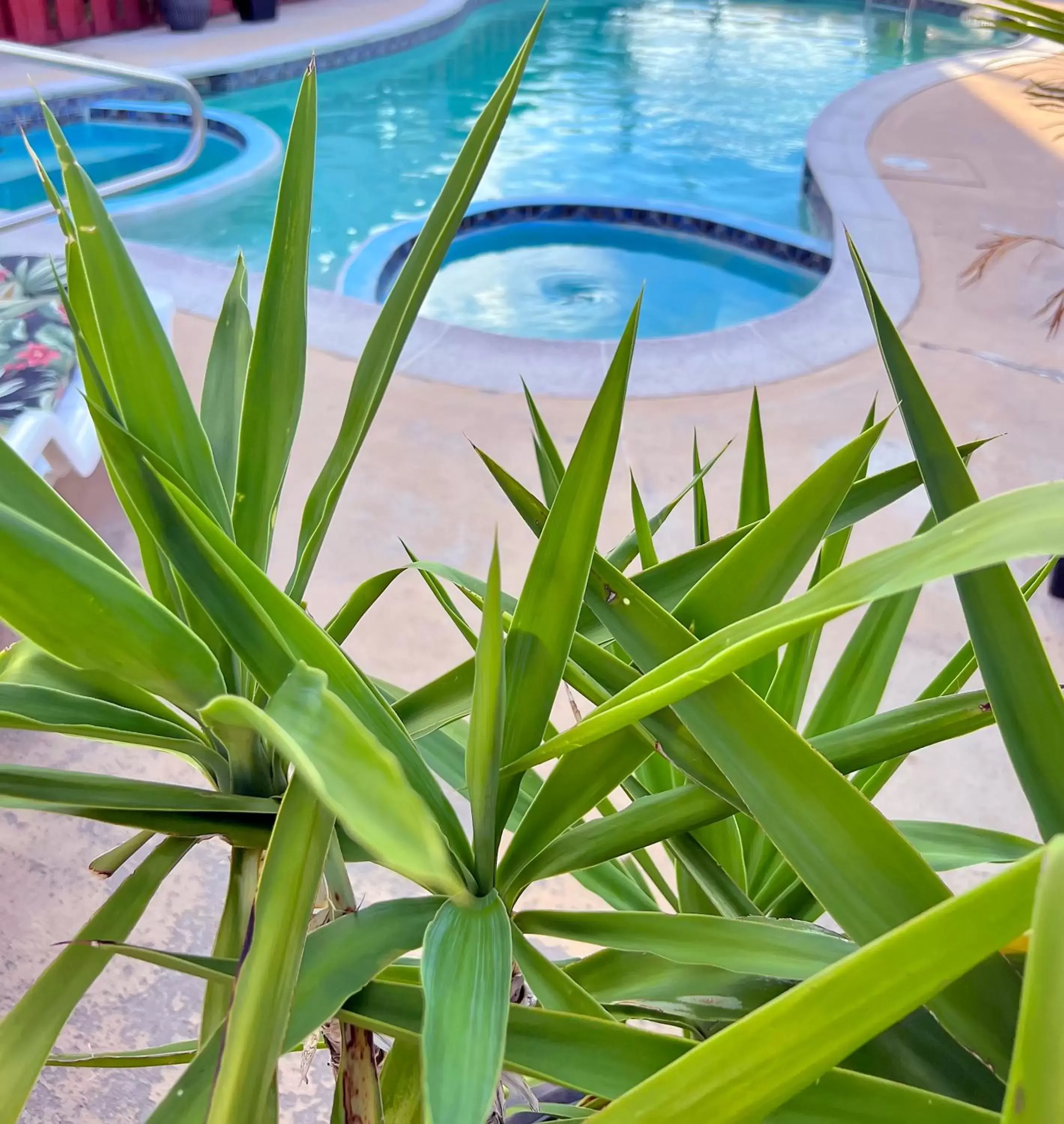 Garden view, Swimming Pool in The Inn On Main