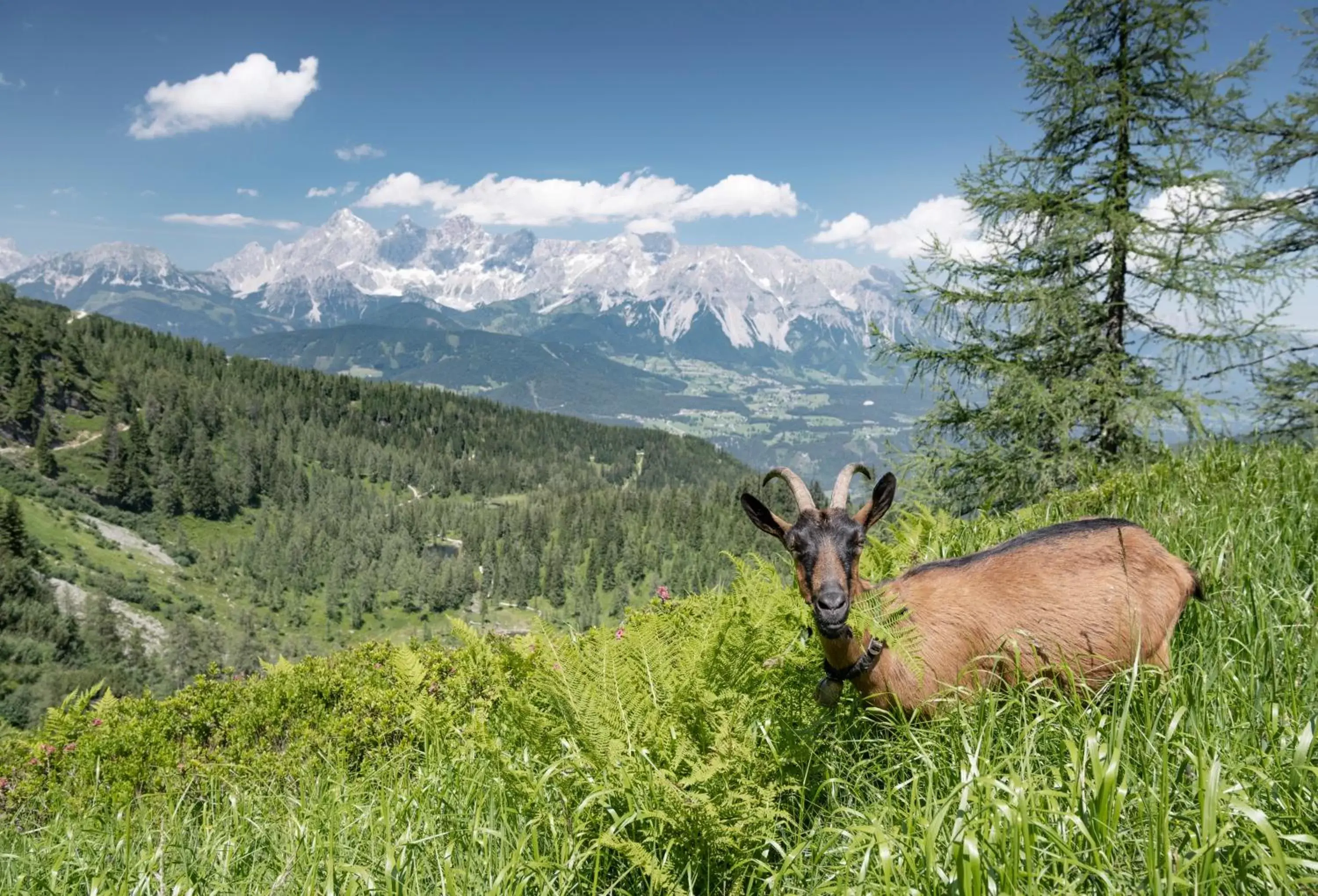 Activities, Other Animals in JOHANN Schladming