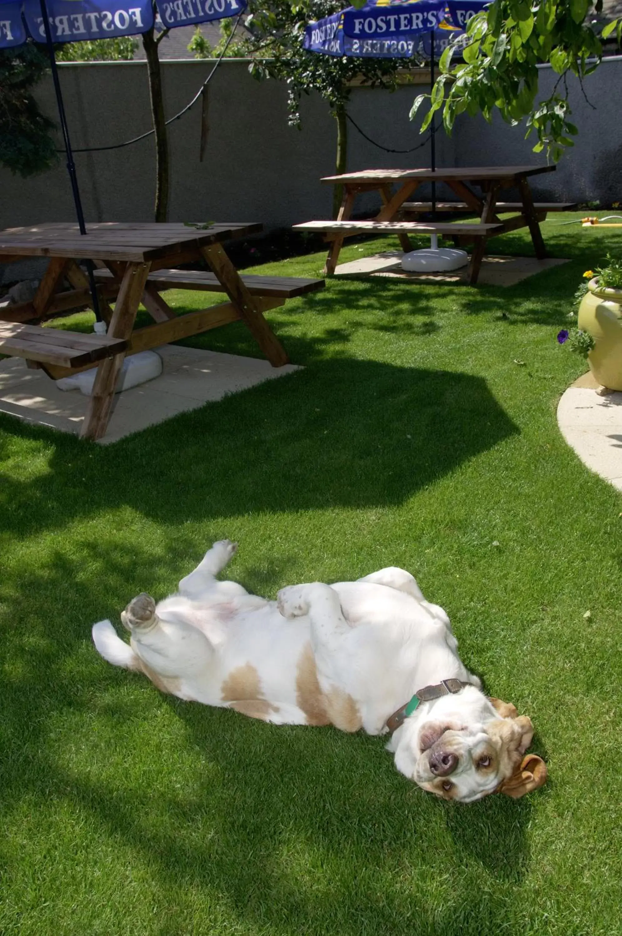 Garden view, Pets in Traquair Arms Hotel