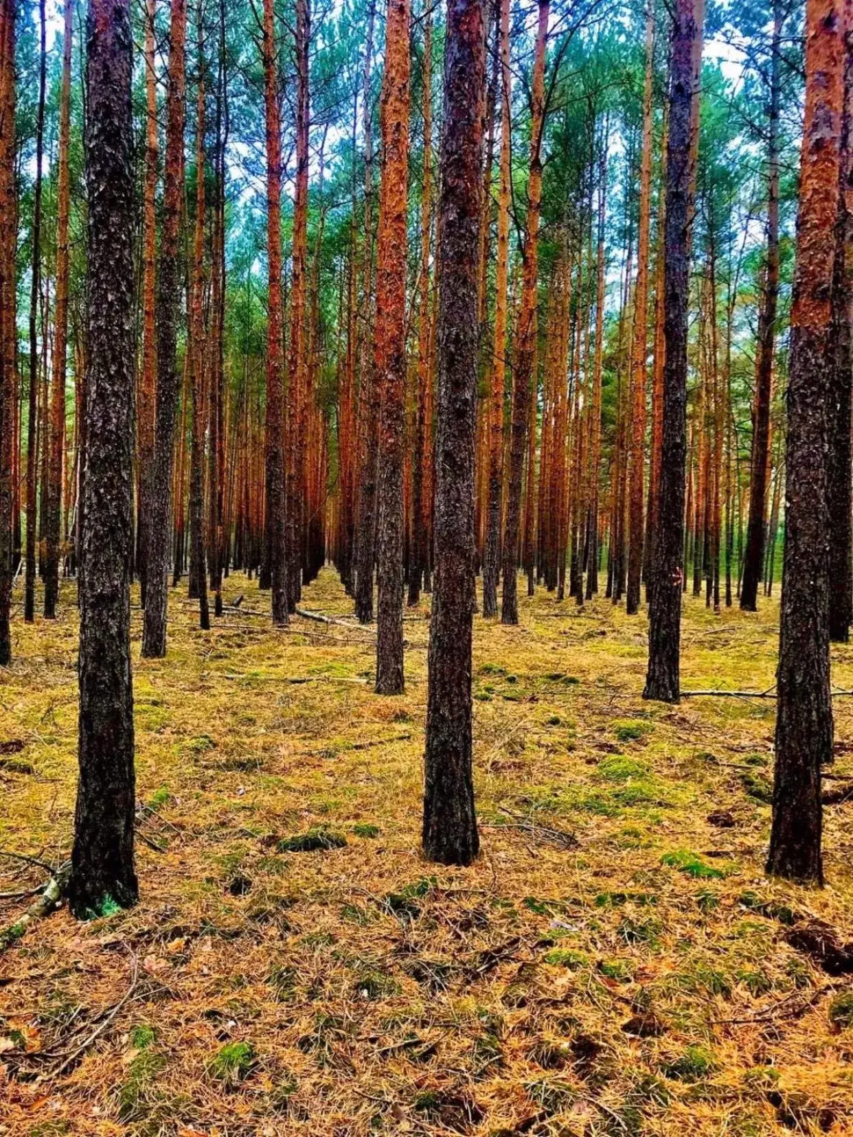 View (from property/room) in Spree - Waldhotel Cottbus View (from property/room) in Spree - Waldhotel Cottbus