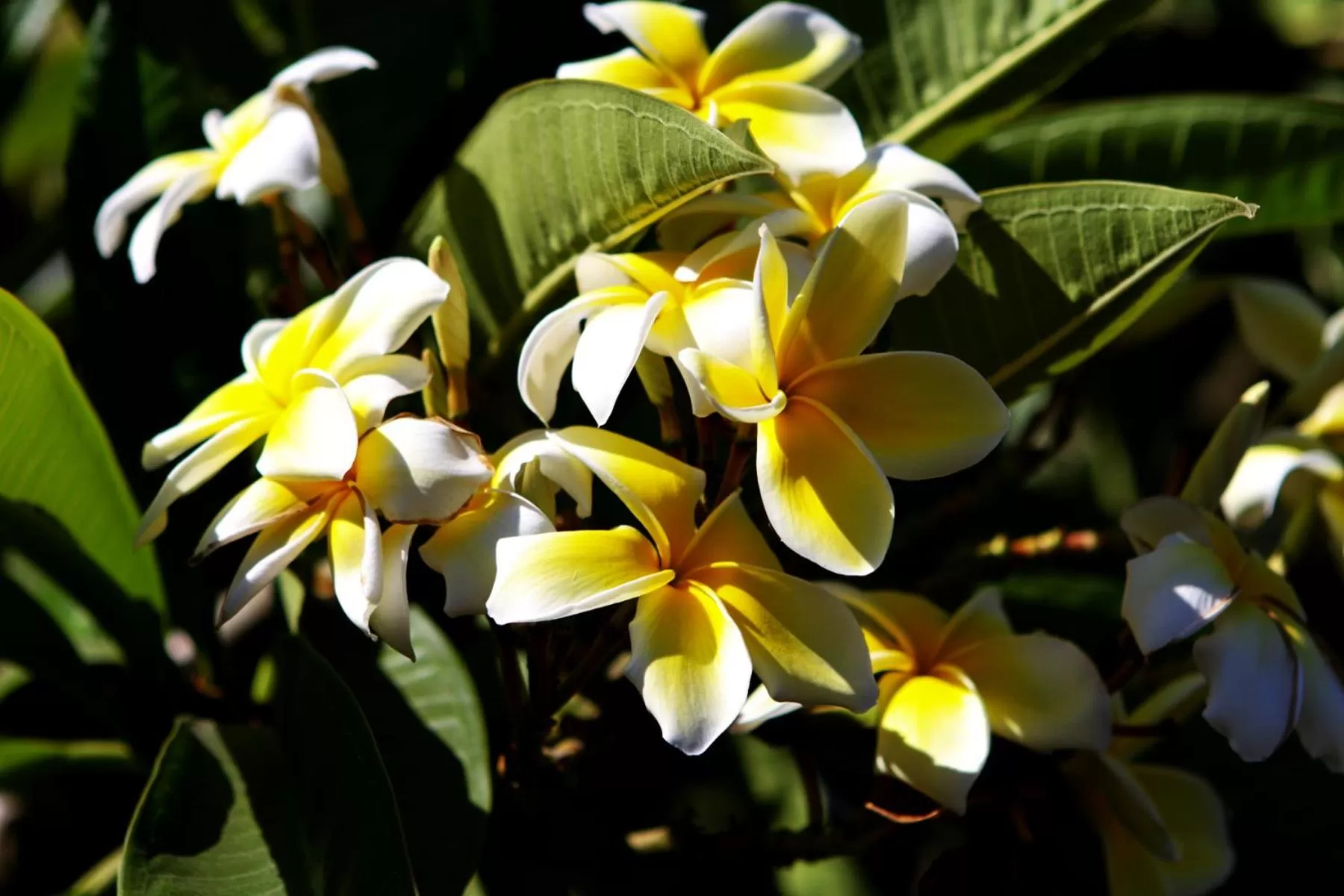 Spring in Palm Tropics Motel