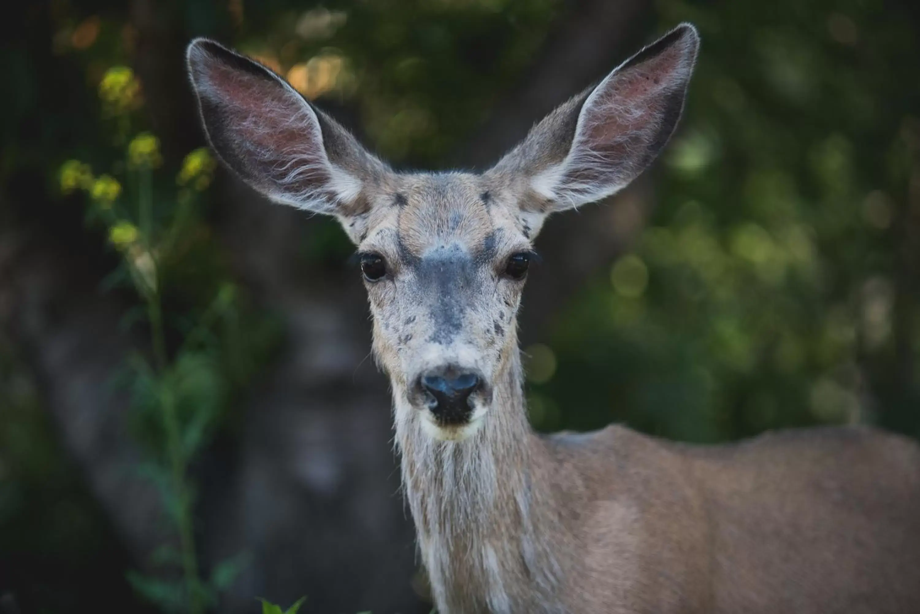 Animals, Pets in Radium Park Lodge