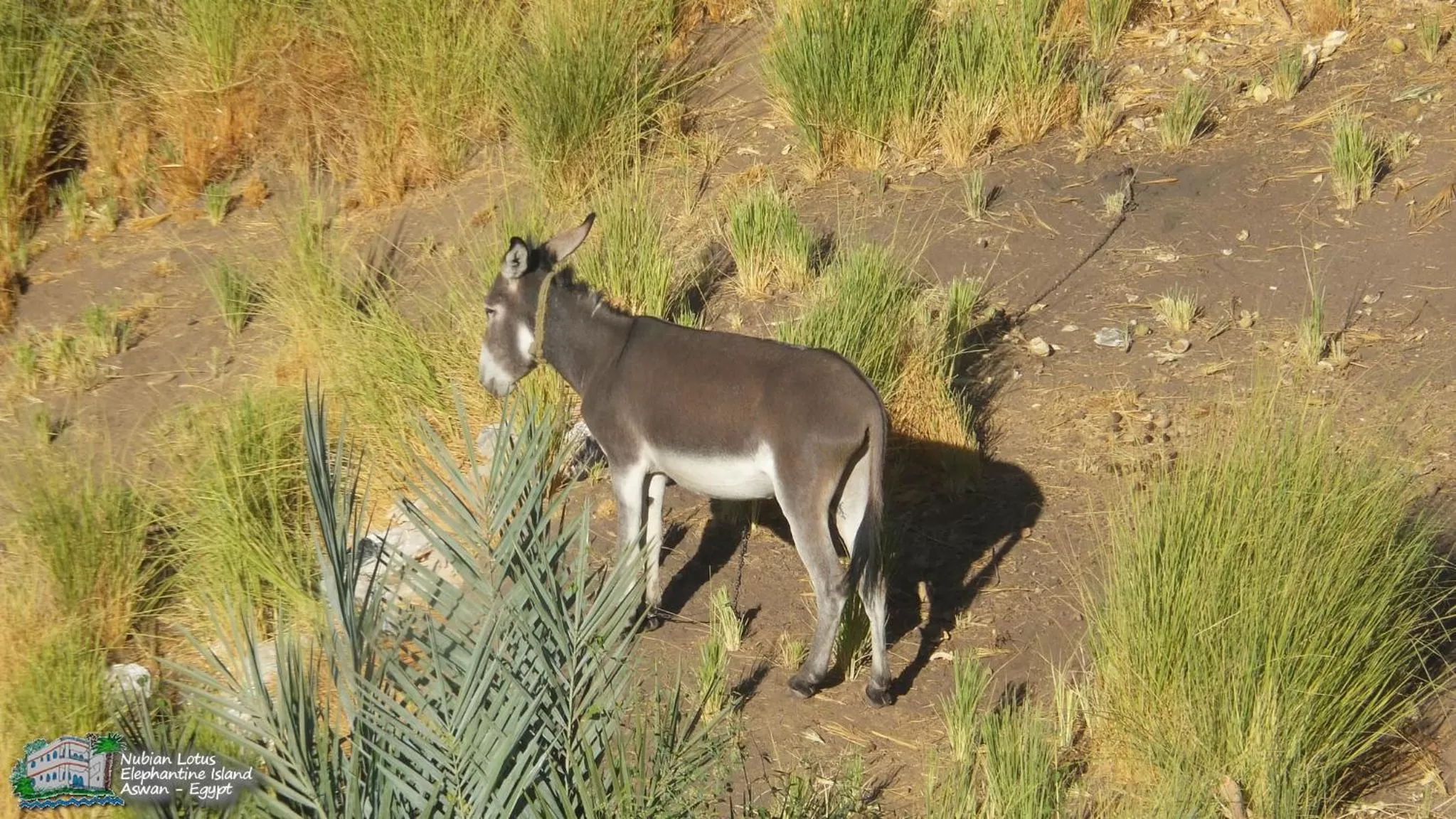 Property building, Other Animals in Nubian Lotus