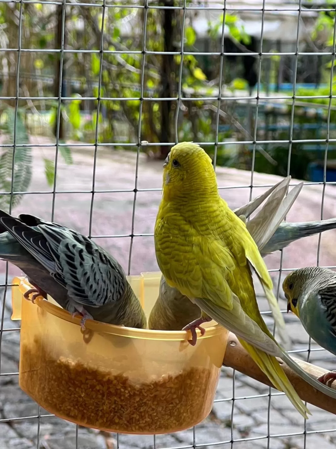 Animals in Banana Place Resort