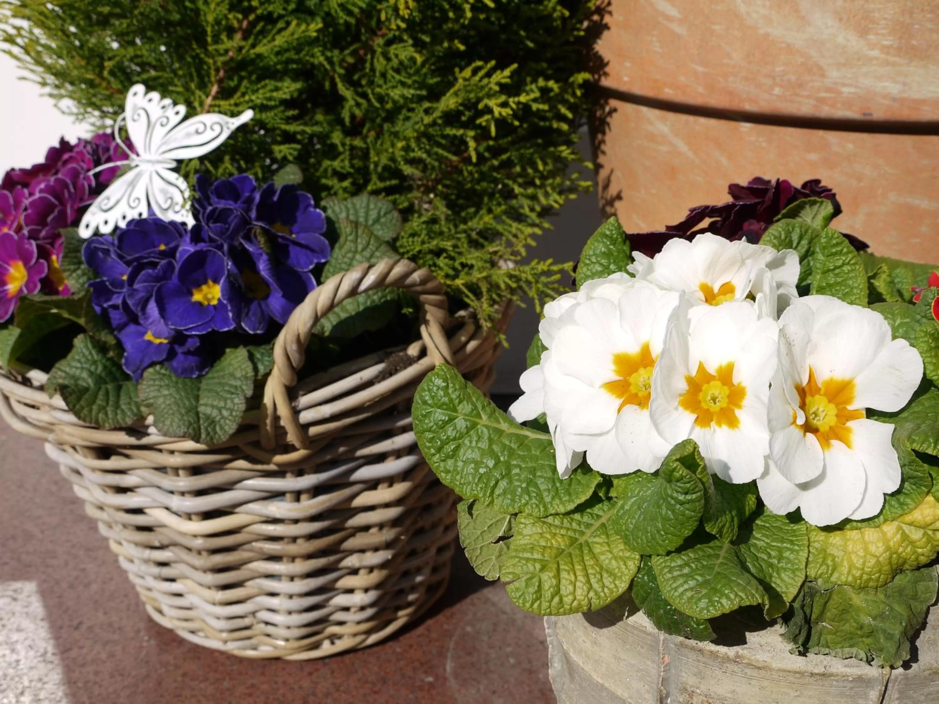 Spring in Hotel Engel