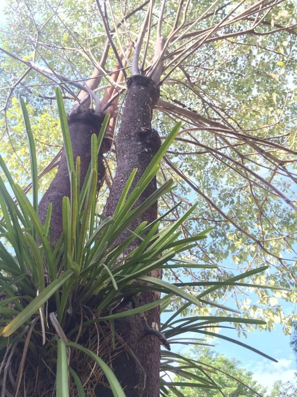 Other in J.Holiday Inn Krabi