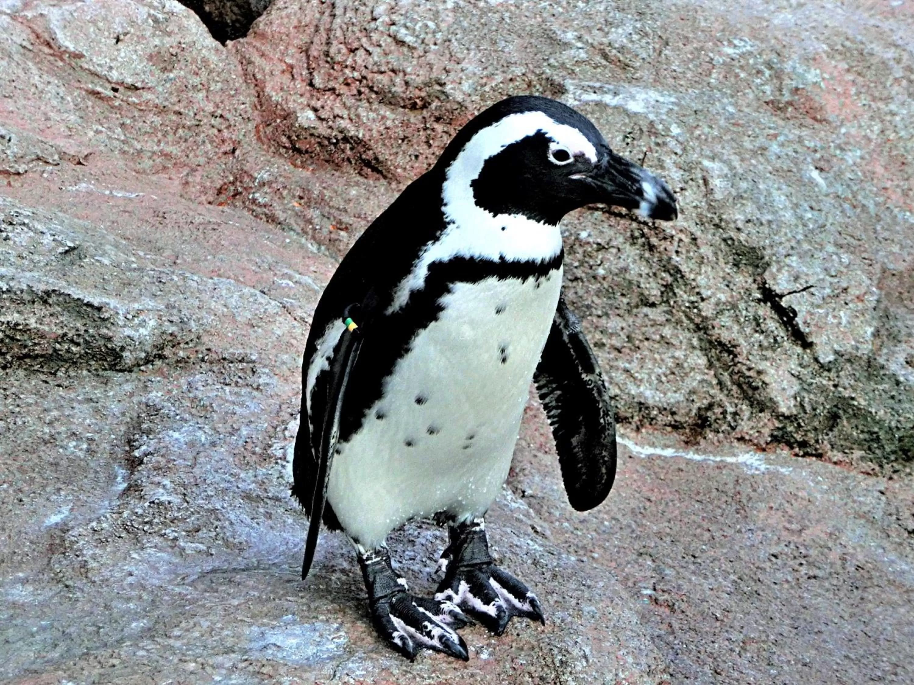 Nearby landmark, Other Animals in Hotel Wing International Kyoto - Shijo Karasuma