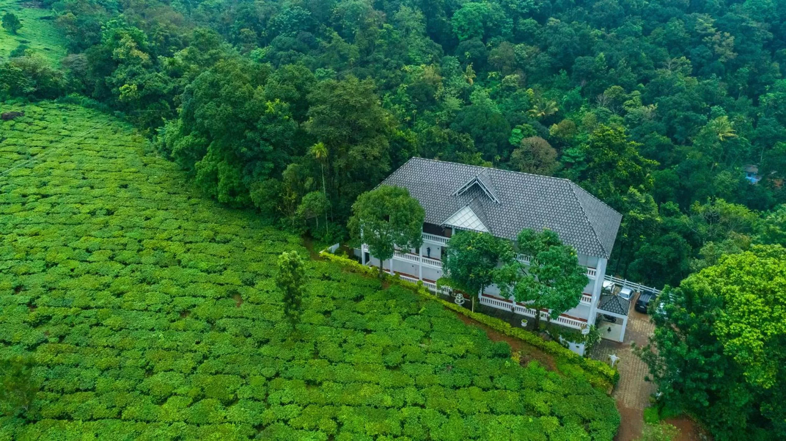 Bird's eye view in Tea Harvester