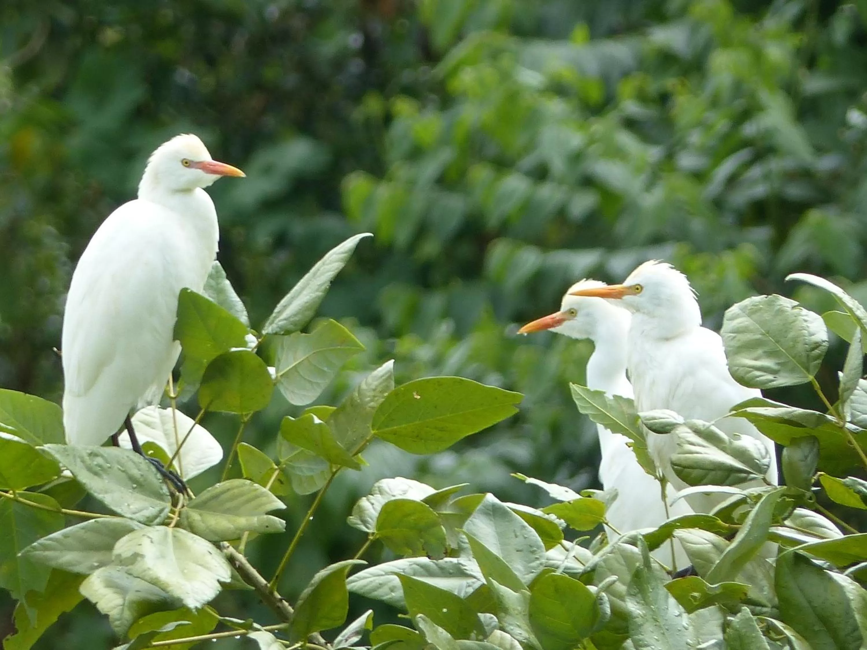 Animals in Ecoresort Gran Azul
