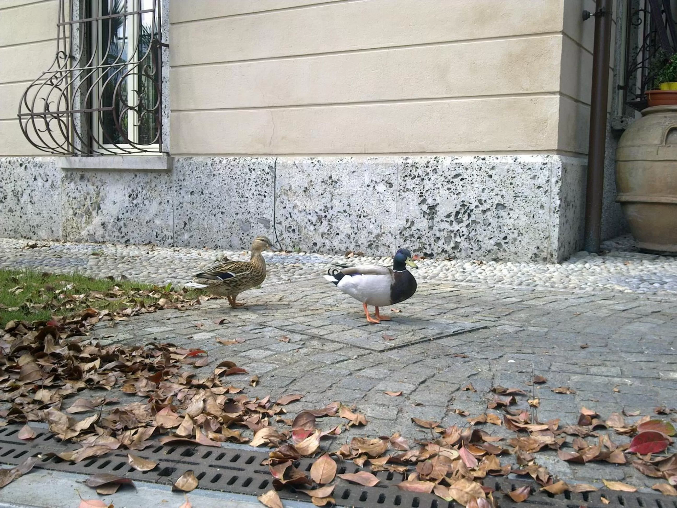 Facade/entrance, Other Animals in Bed & Breakfast Villa Palma