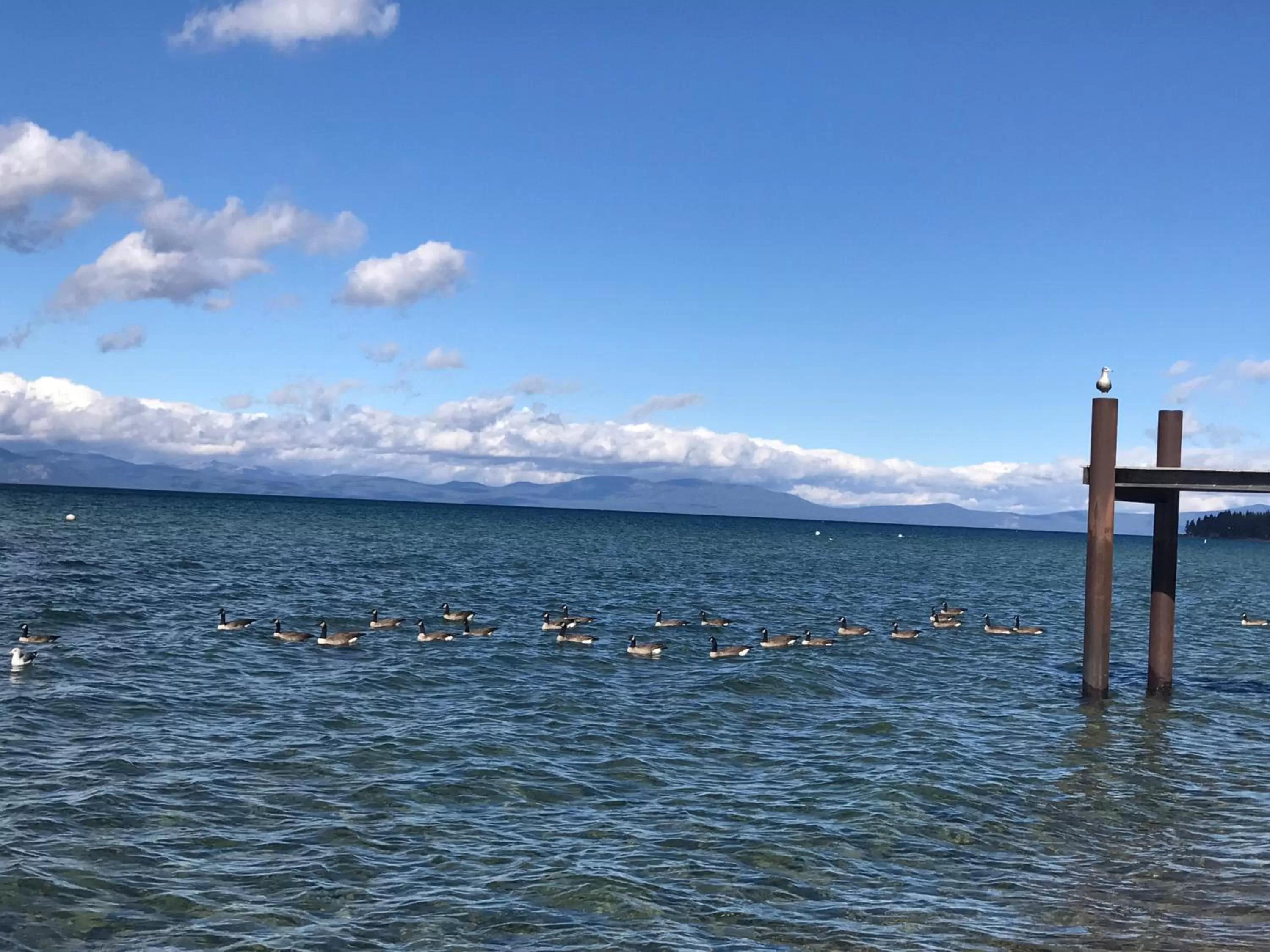 Beach, Natural Landscape in Paradice Motel