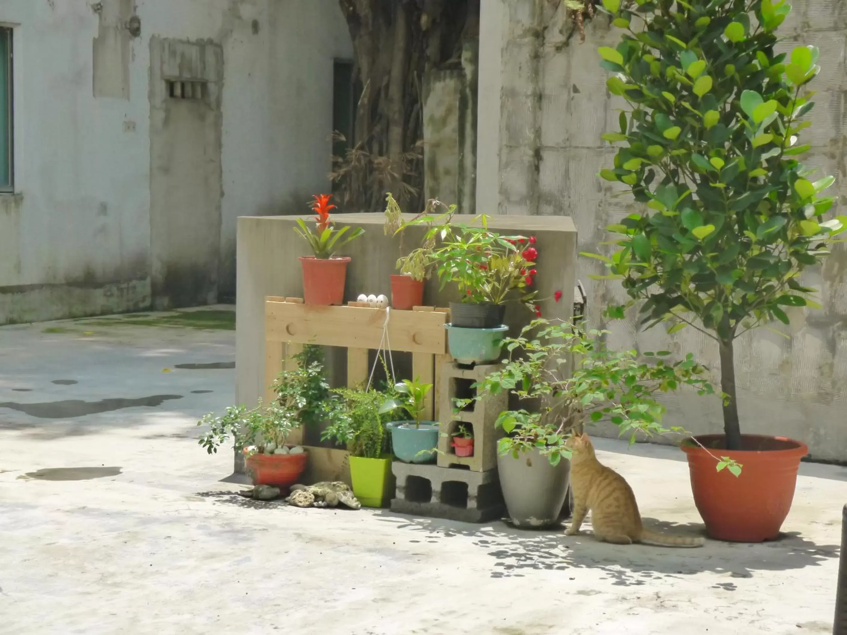 Garden in Wholesome Hotel