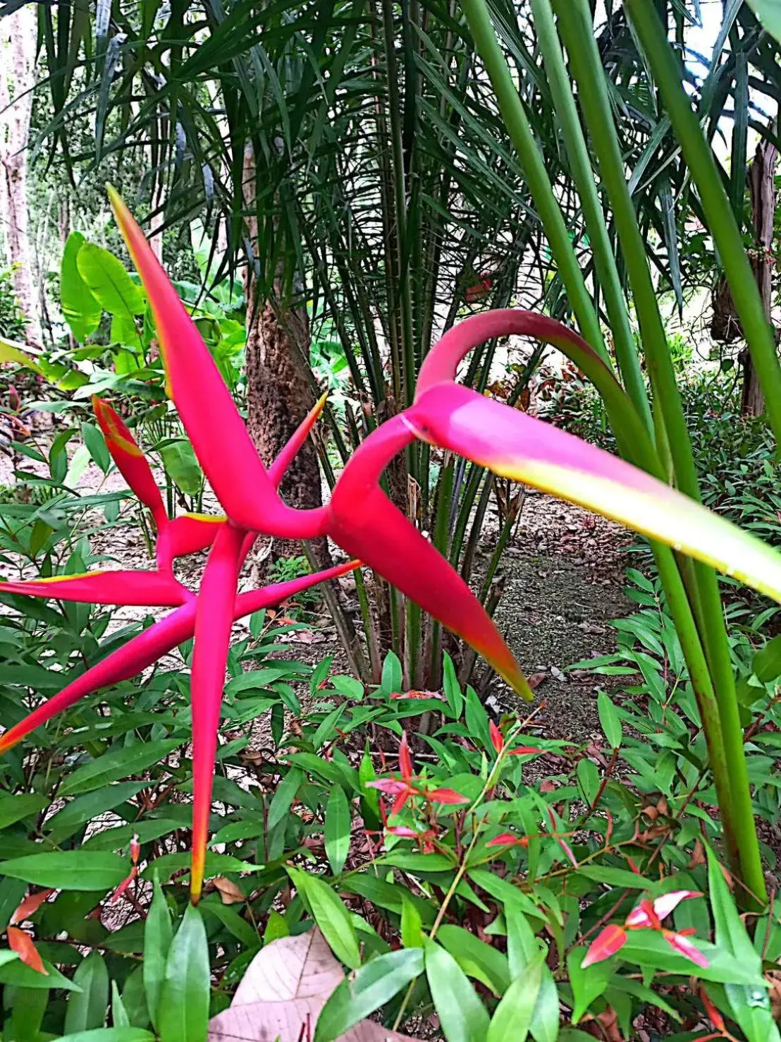 Garden in Lanta Maikeaw Bungalow