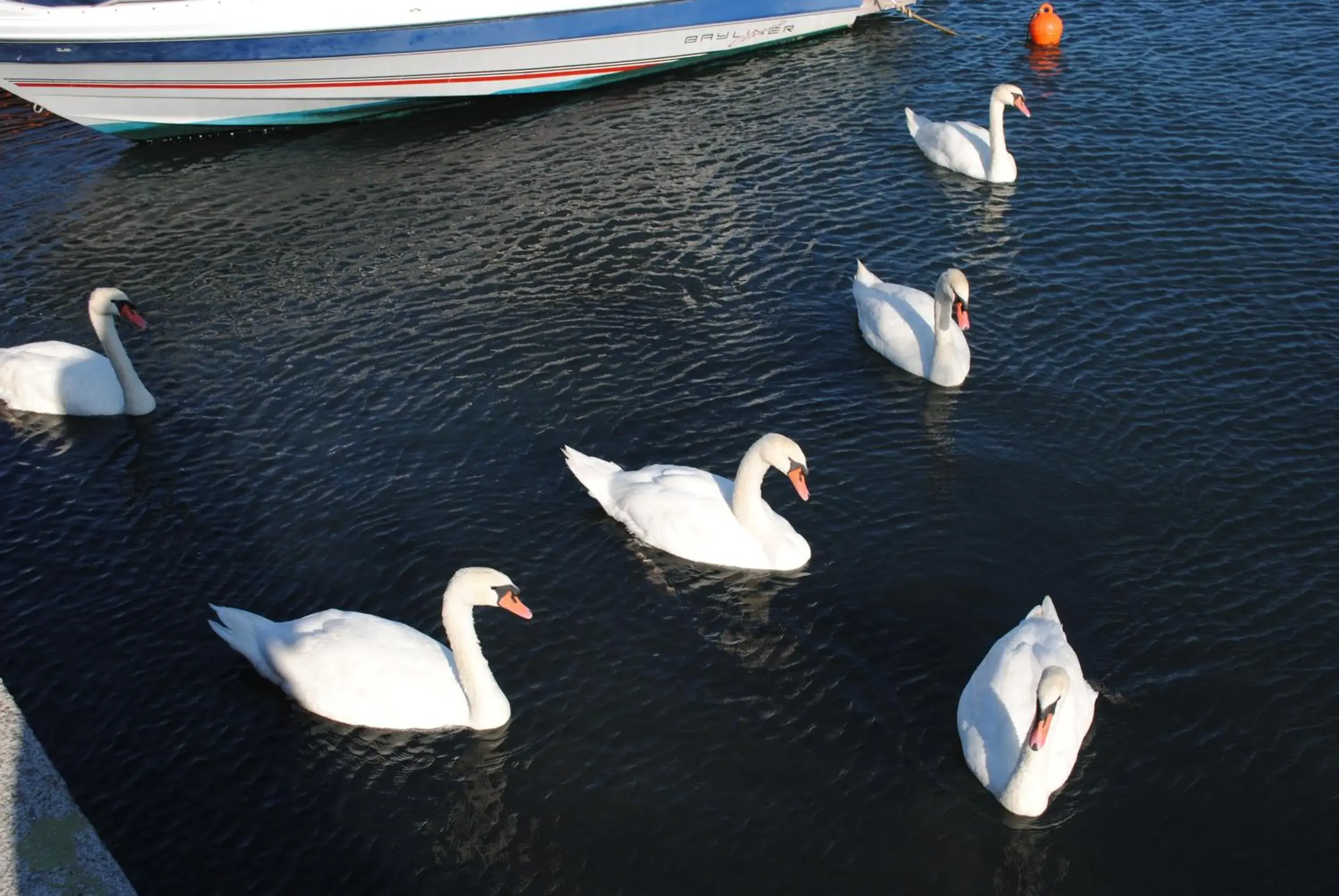 Beach, Other Animals in Porto Castello