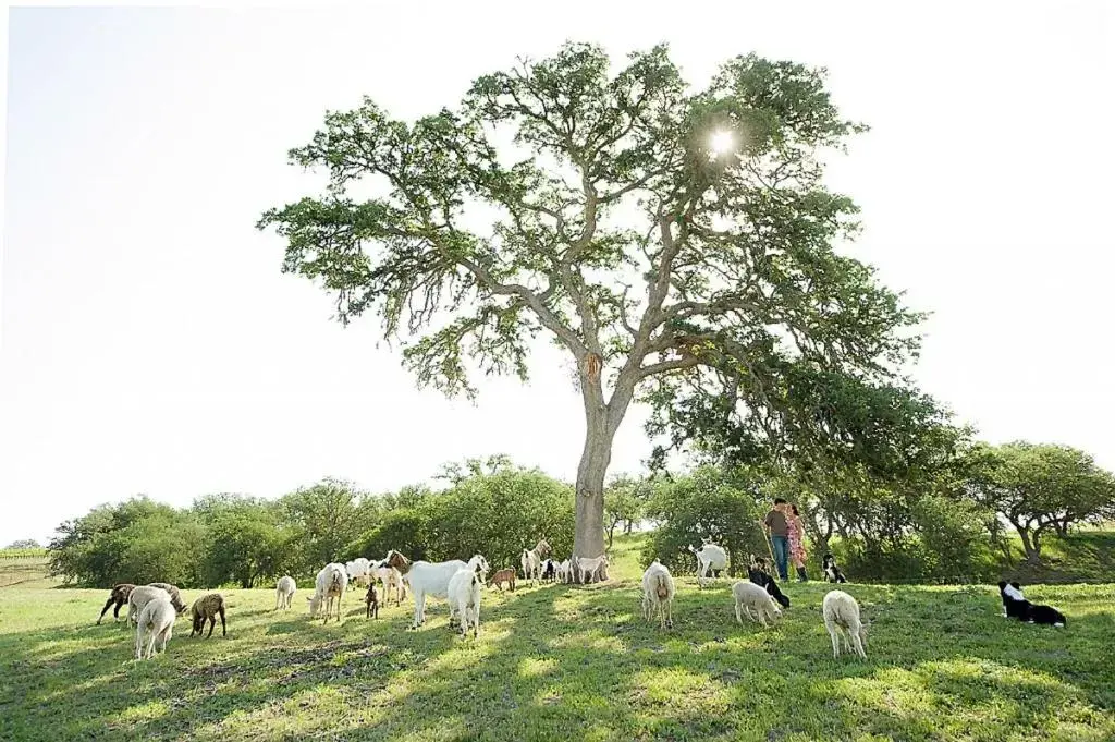 View (from property/room), Other Animals in Rêves de Moutons