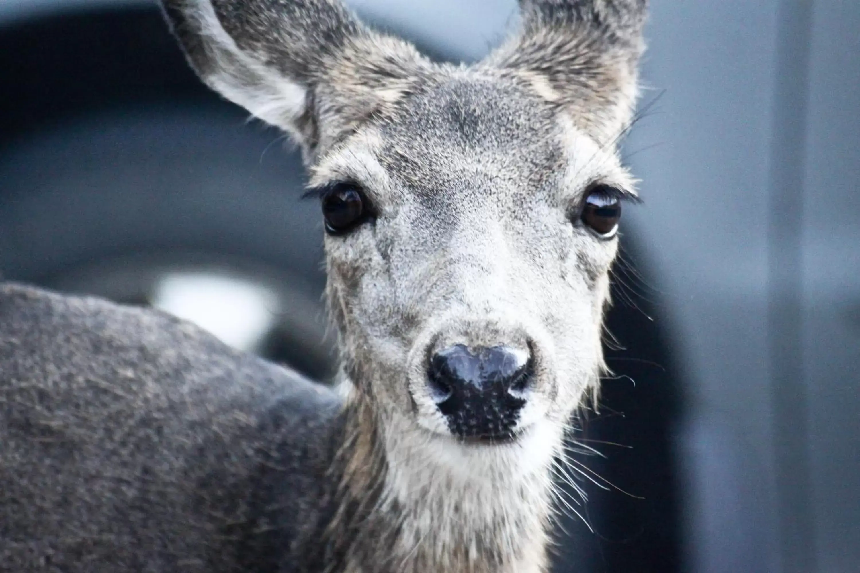 Other, Pets in Crystal Springs Motel