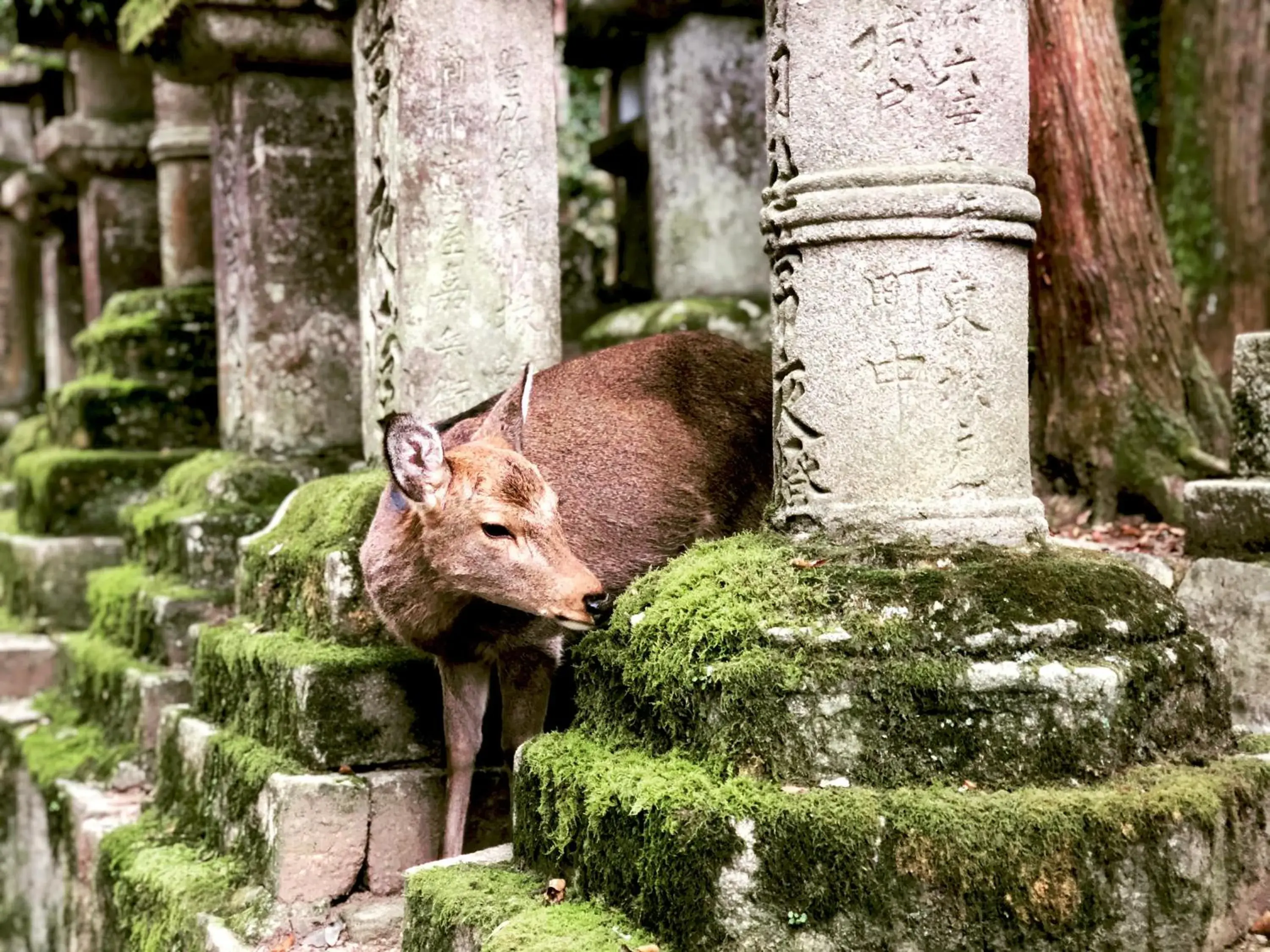 Animals, Other Animals in Asukasou Hotel