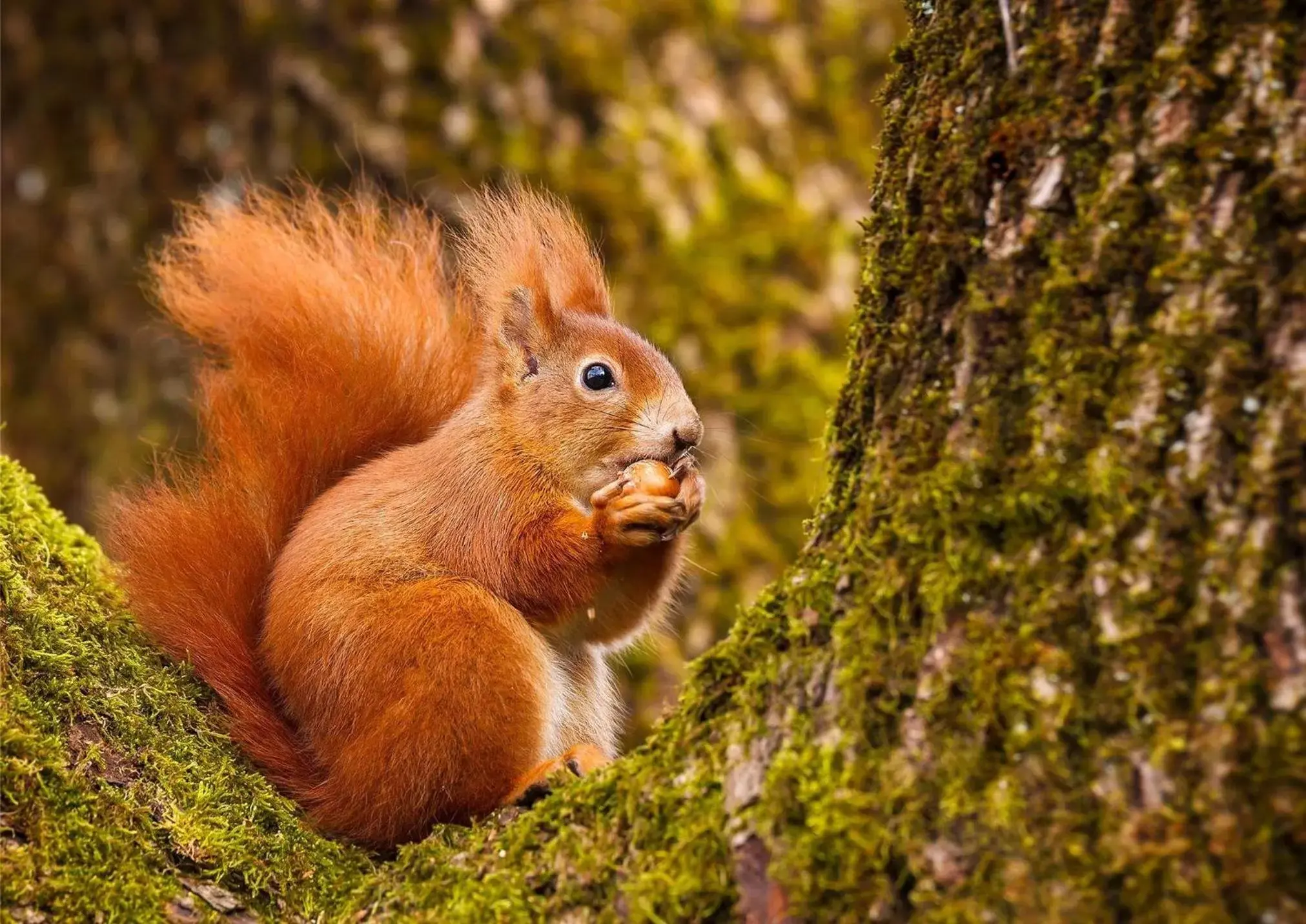 Other Animals in The Coylet Inn by Loch Eck