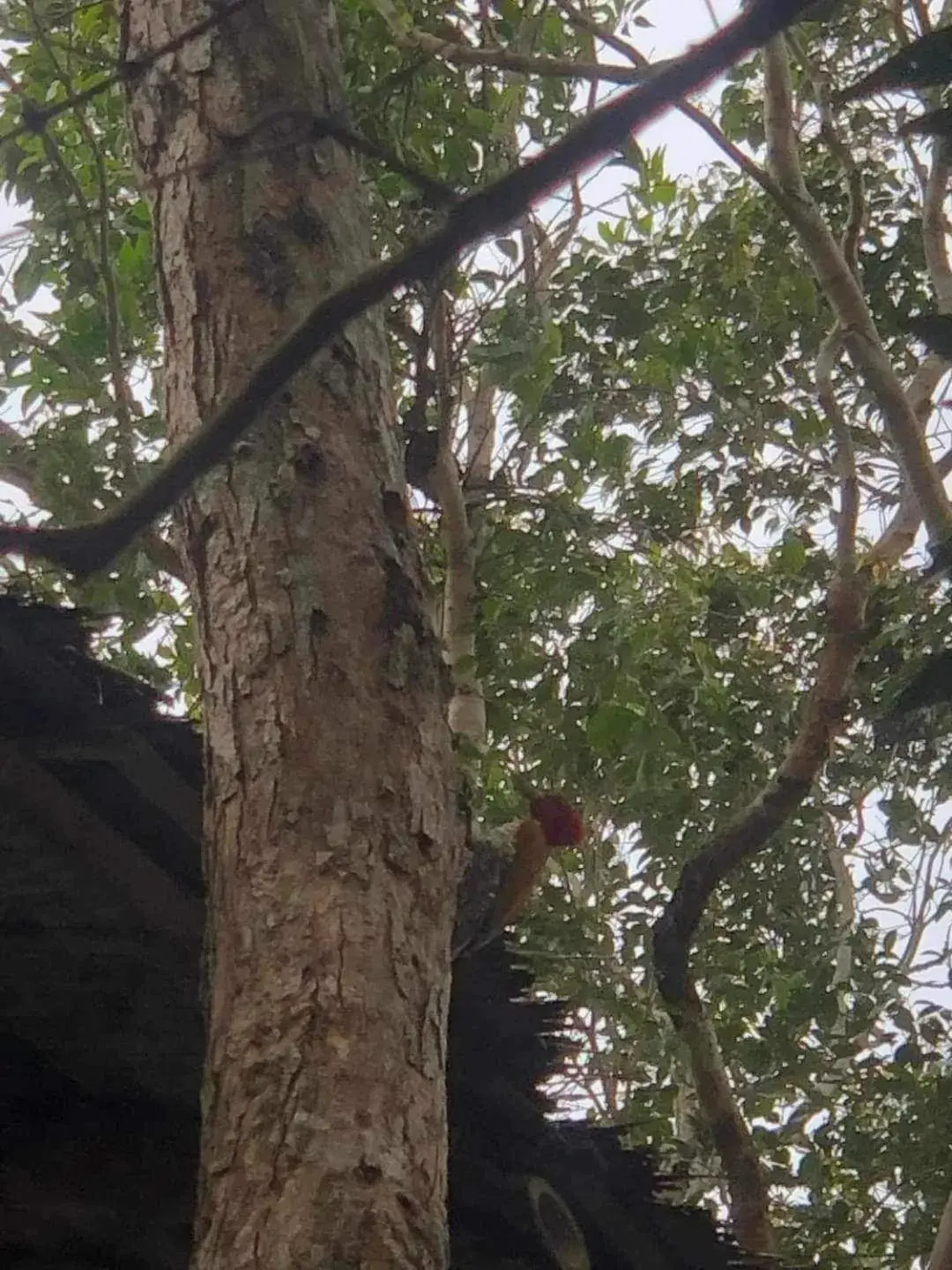 Sanctuaria Treehouses Busuanga