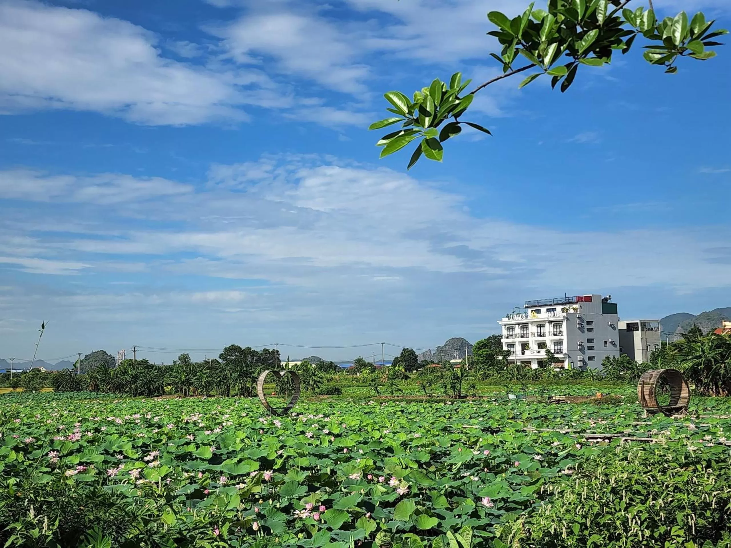 Natural landscape in Lotus Hotel Ninh Bình