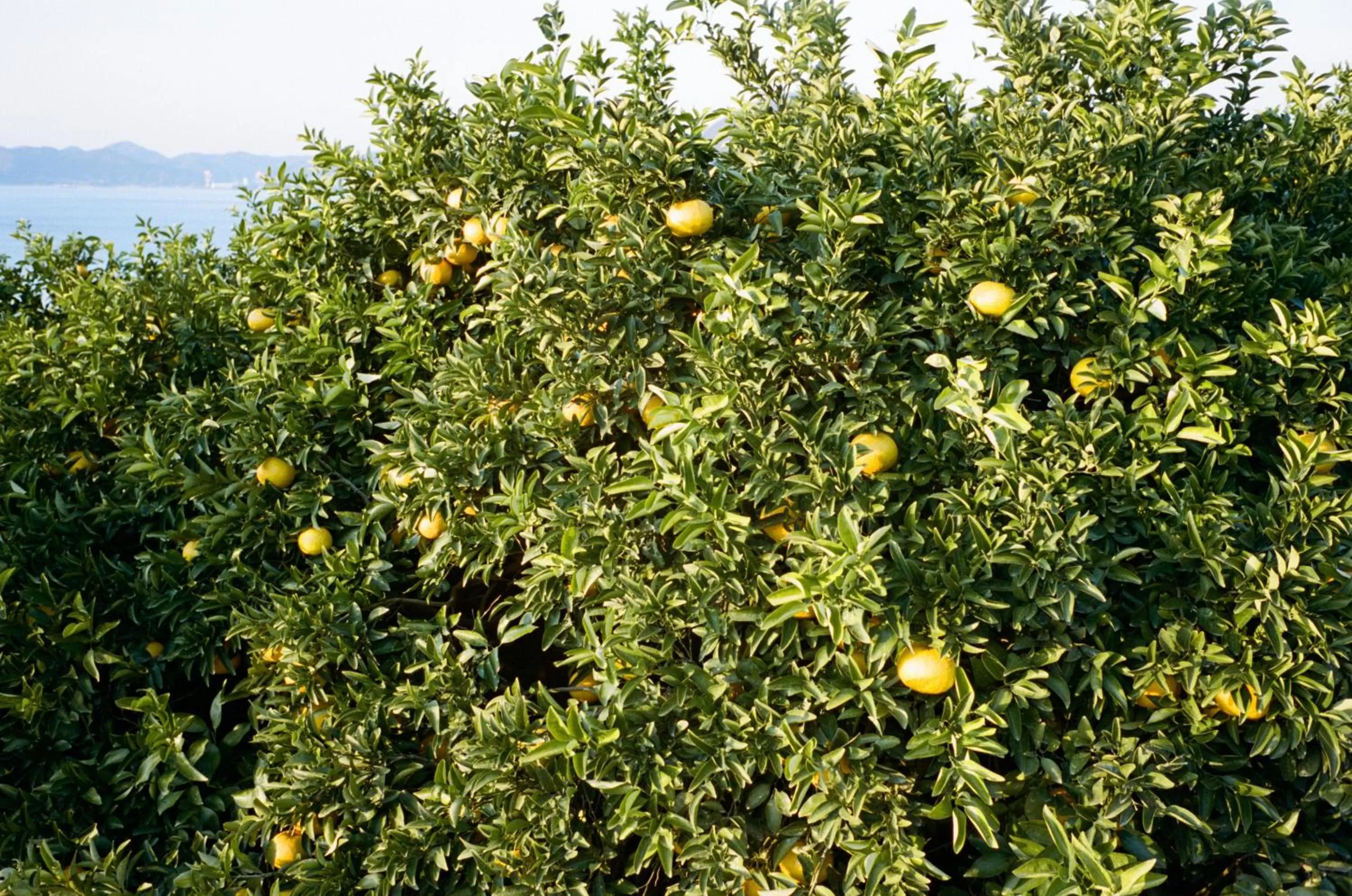 Activities in yubune