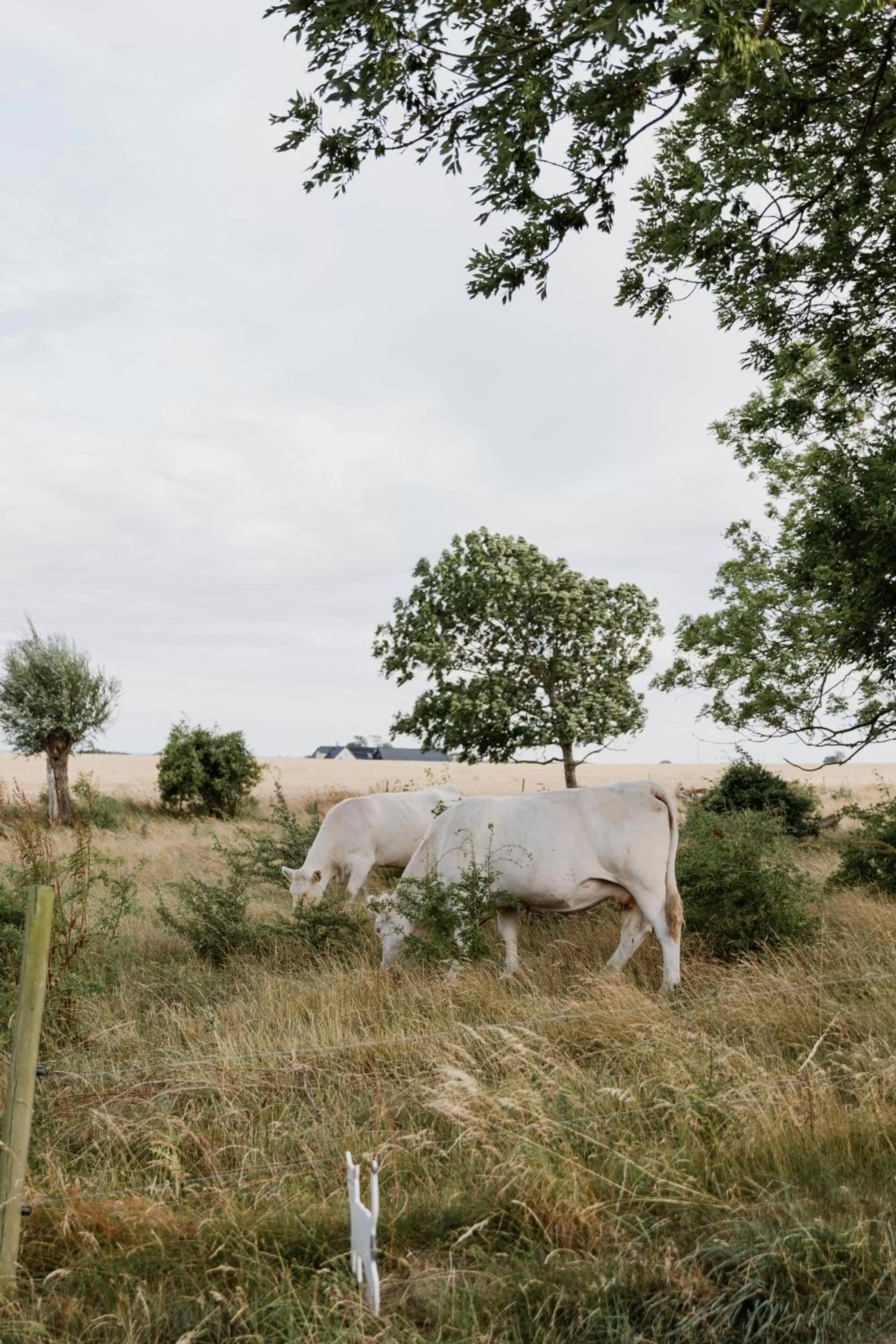 Property building in Sköllengården