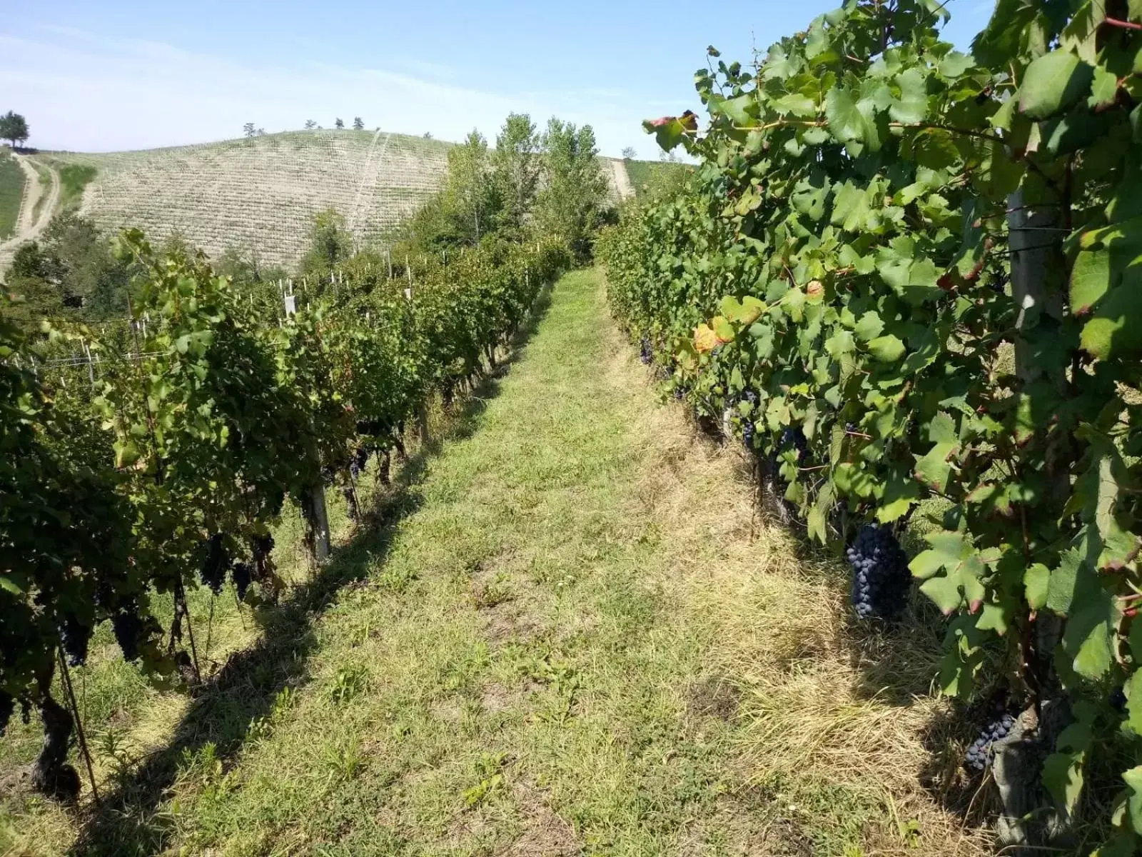 Natural landscape, Garden in Cascina Torello