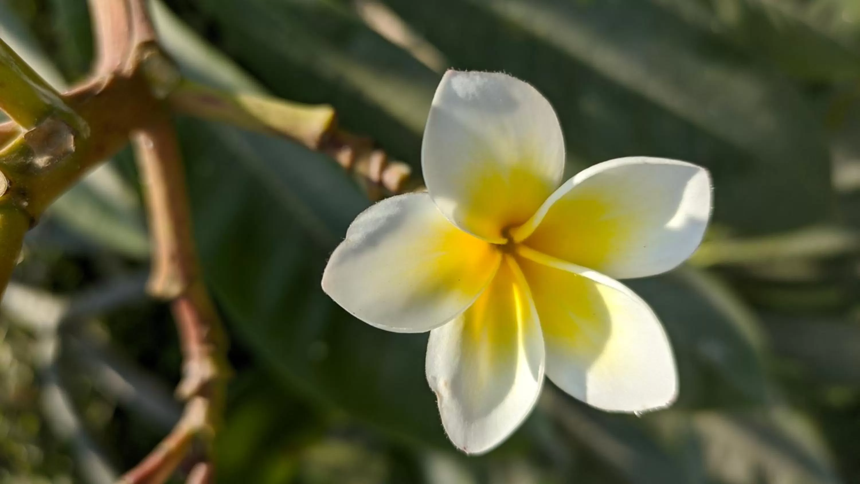 Garden in Kanthi Resorts Badami