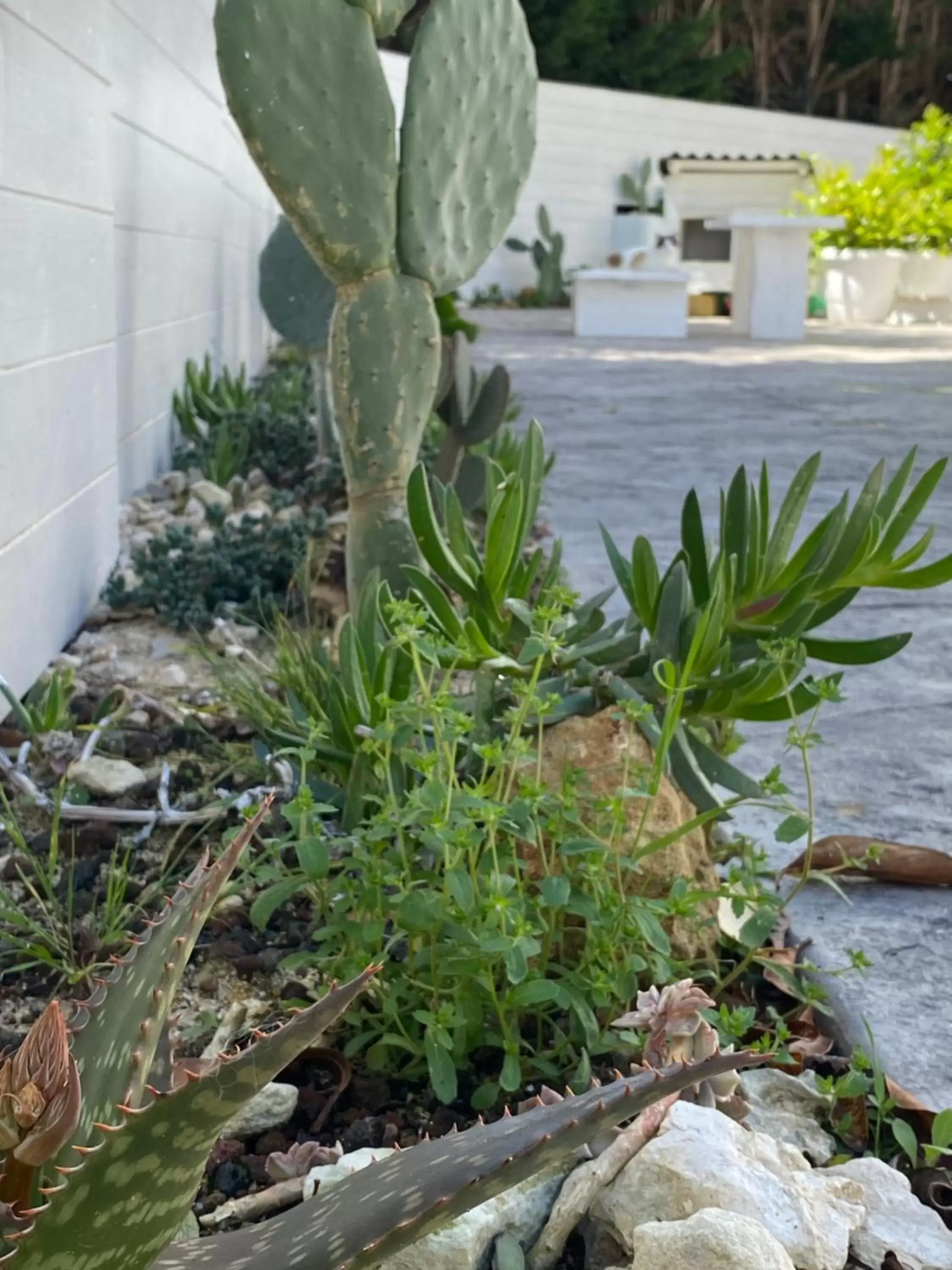 Garden in La casa di Nina