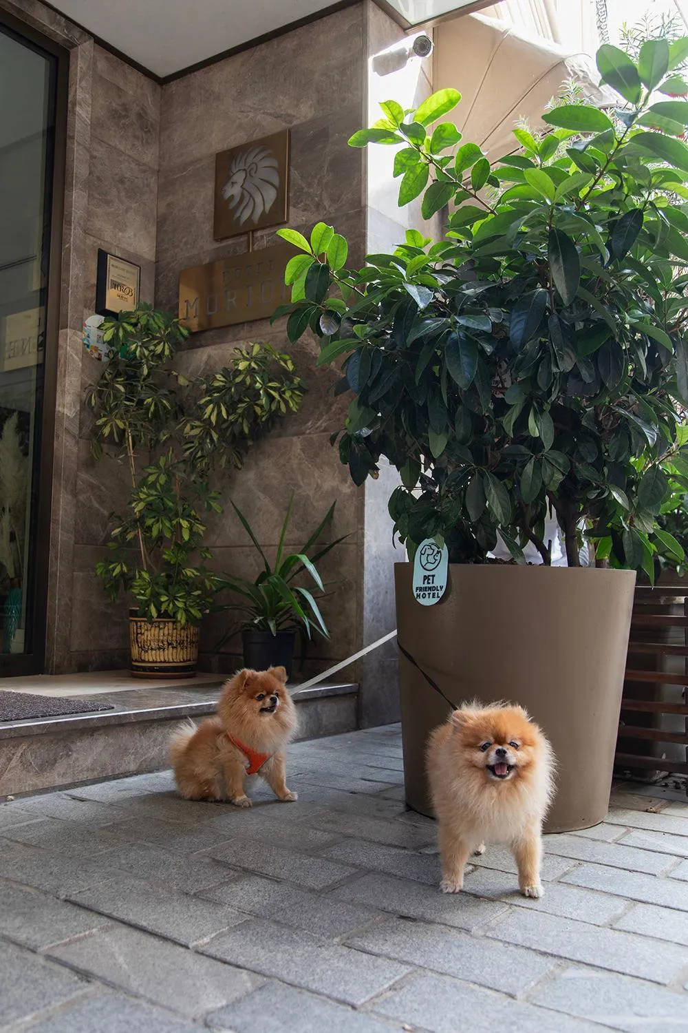 Pets in Hotel Morione & Spa Center