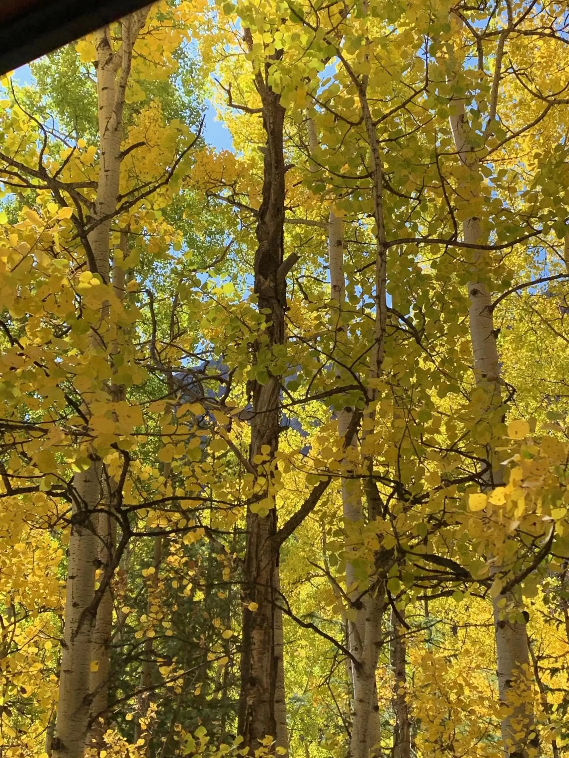 Natural landscape in The North Face Lodge