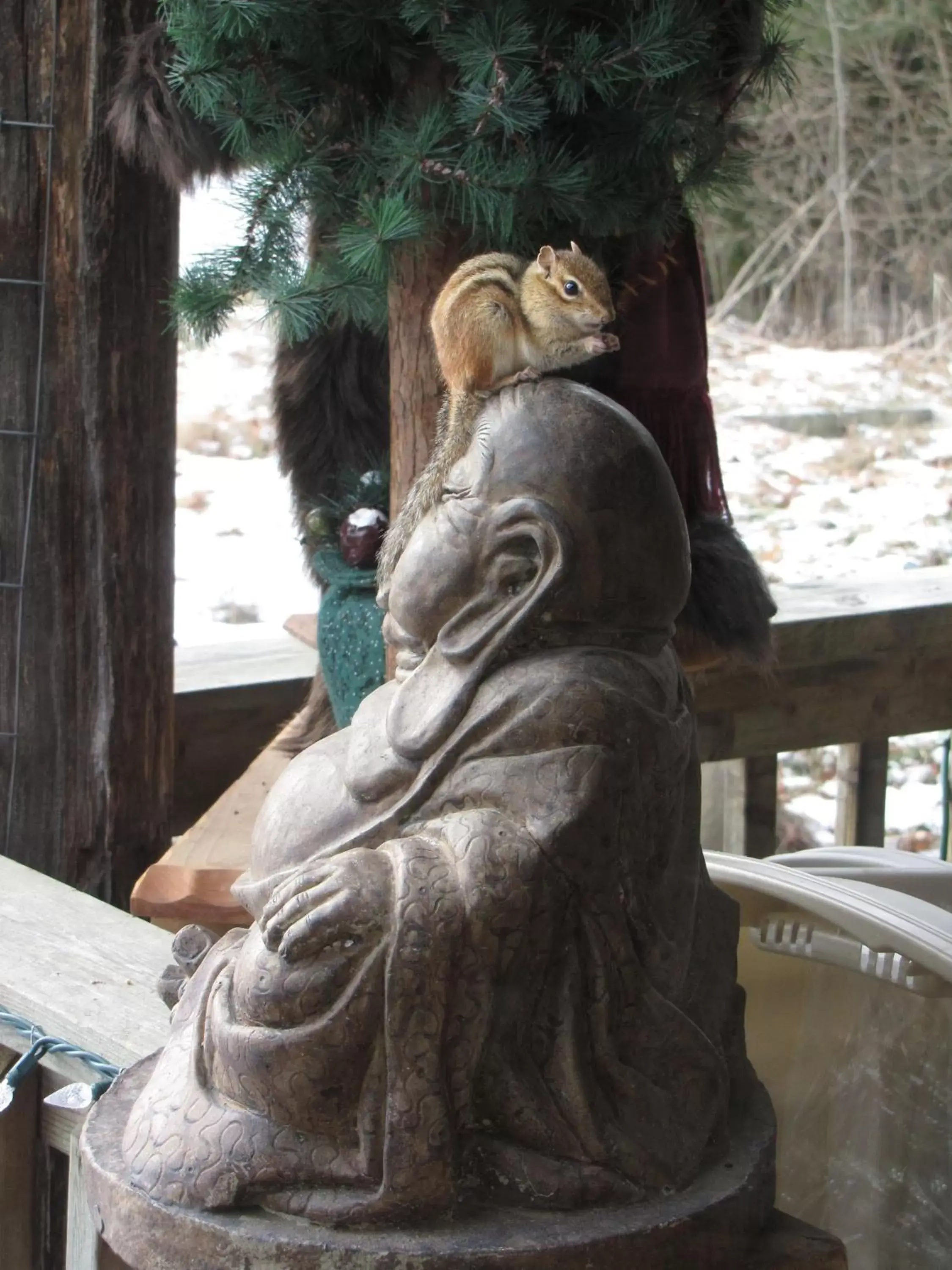 Winter, Other Animals in Shambhala Bed and Breakfast