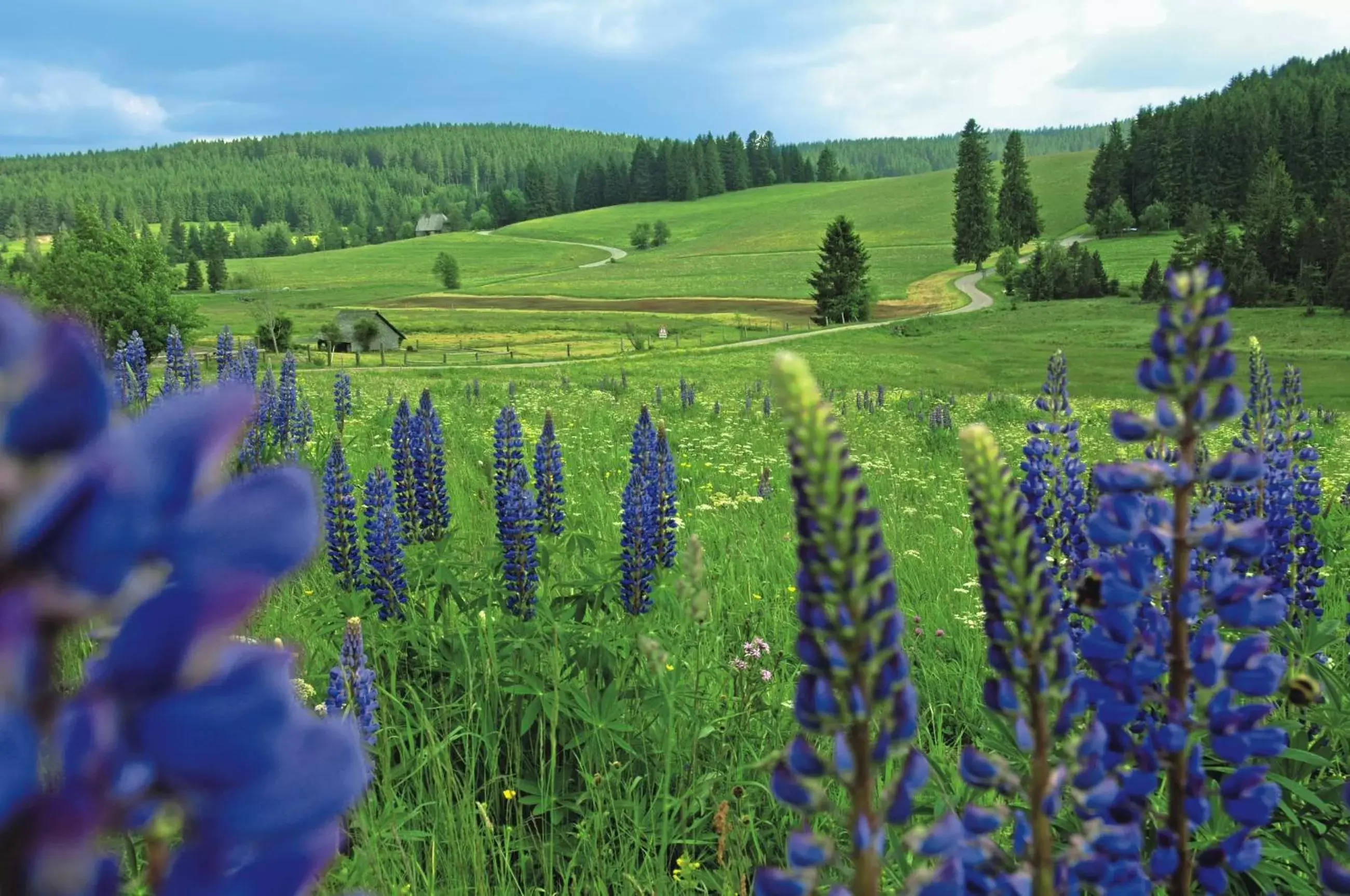 Area and facilities in Best Western Plus Schwarzwald Residenz