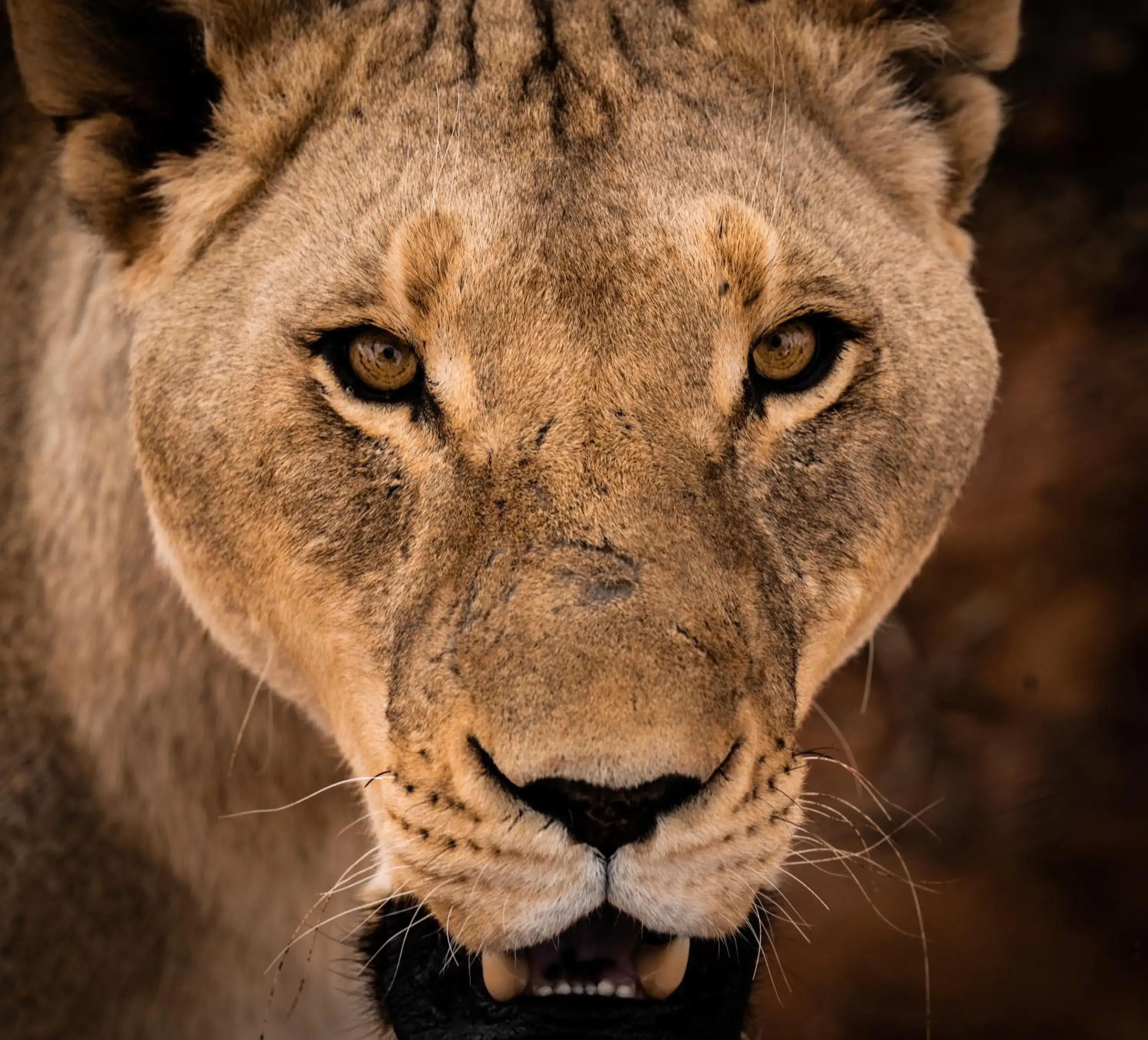 Activities, Other Animals in Buffelsdrift Game Lodge