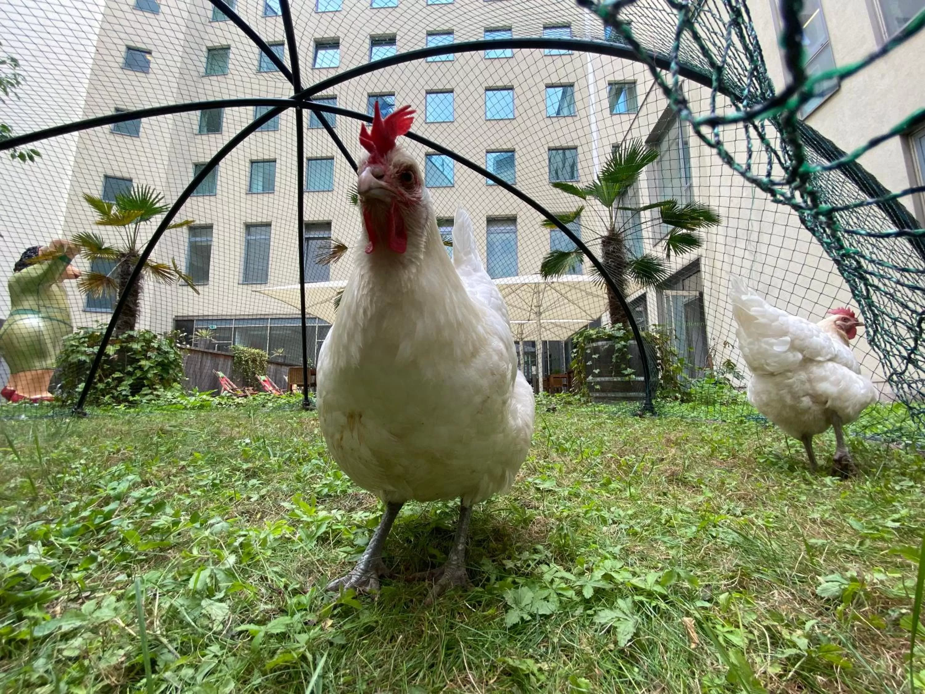 Garden in Lindner Hotel Berlin Ku'damm, part of JdV by Hyatt