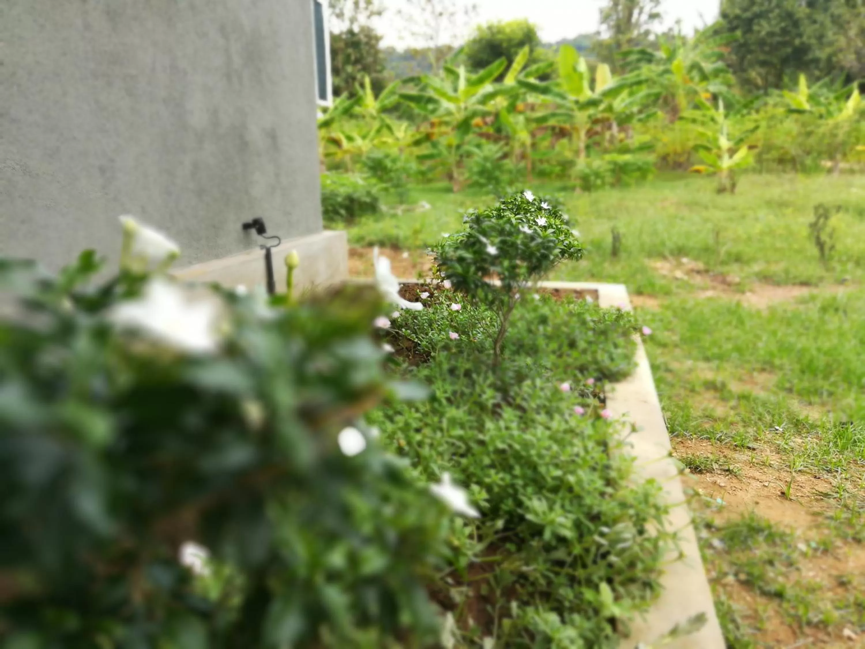 Garden in Lake Bliss