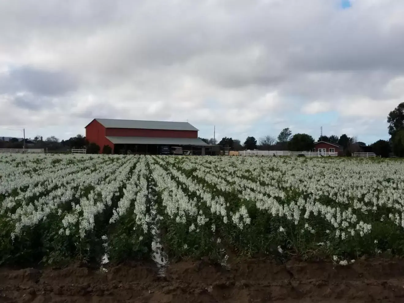 Lotus of Lompoc - A Great Hospitality Inn Lotus of Lompoc - A Great Hospitality Inn