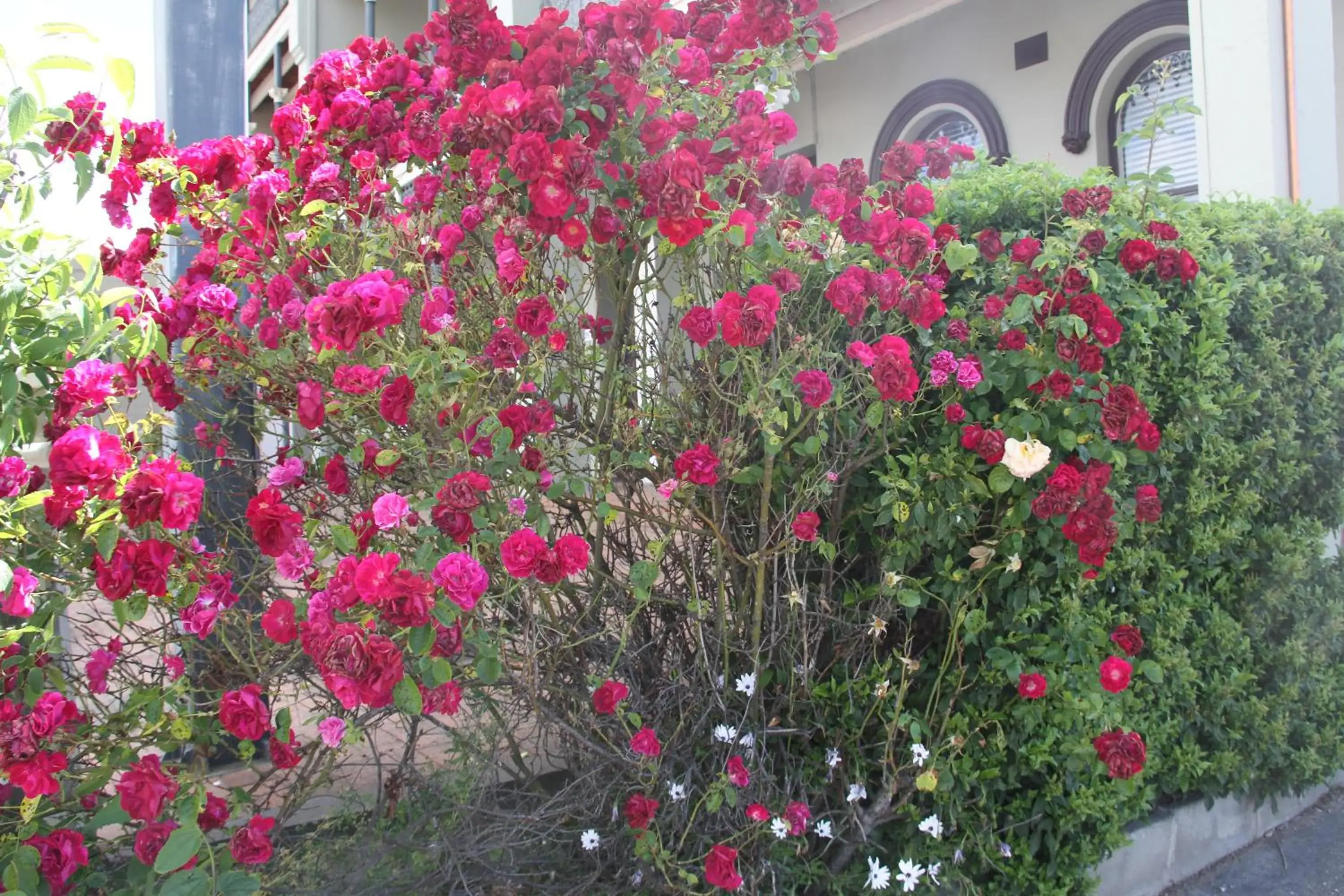 Garden in Alpine Heritage Motel