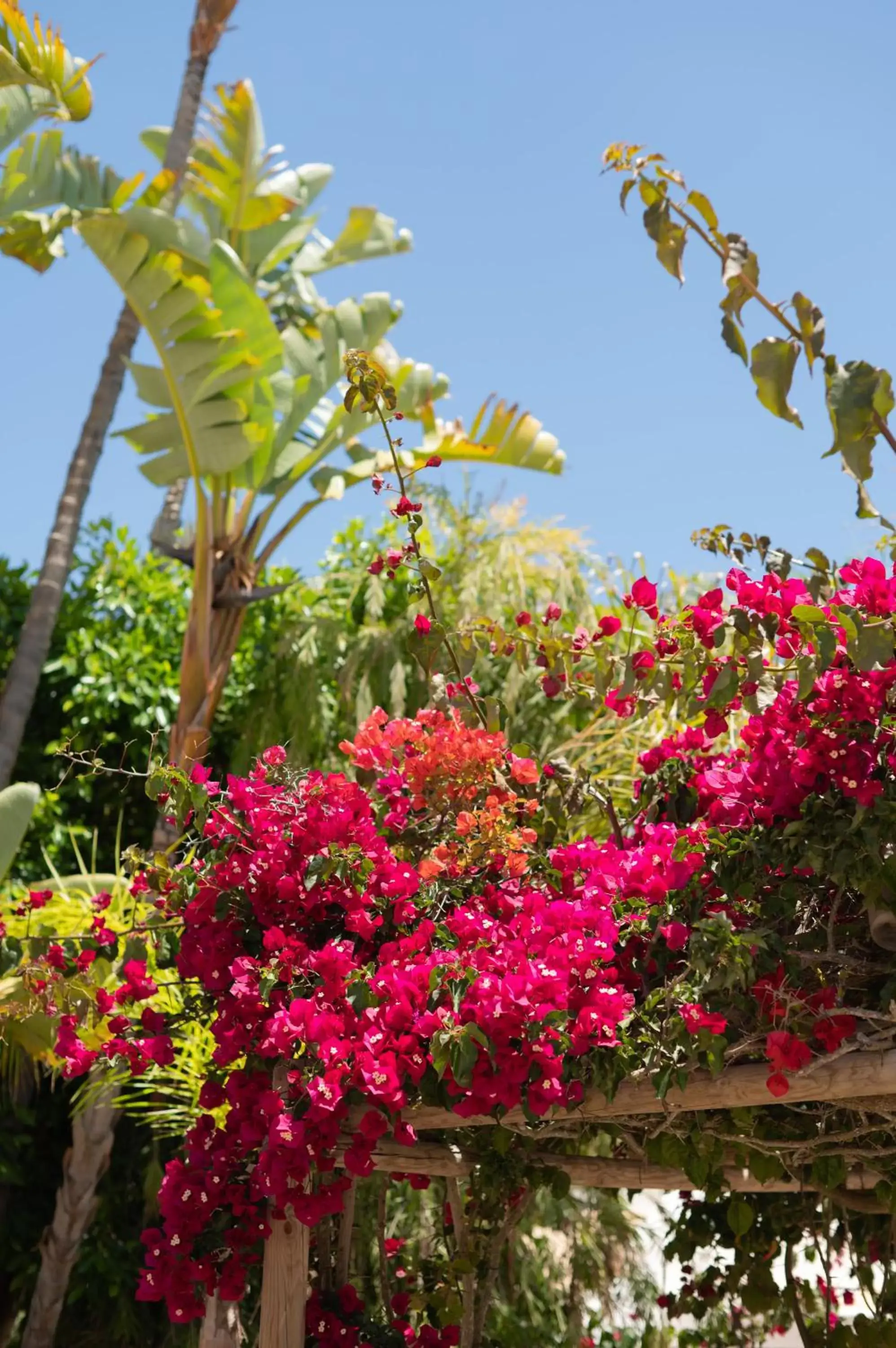 Garden in Vila Luz