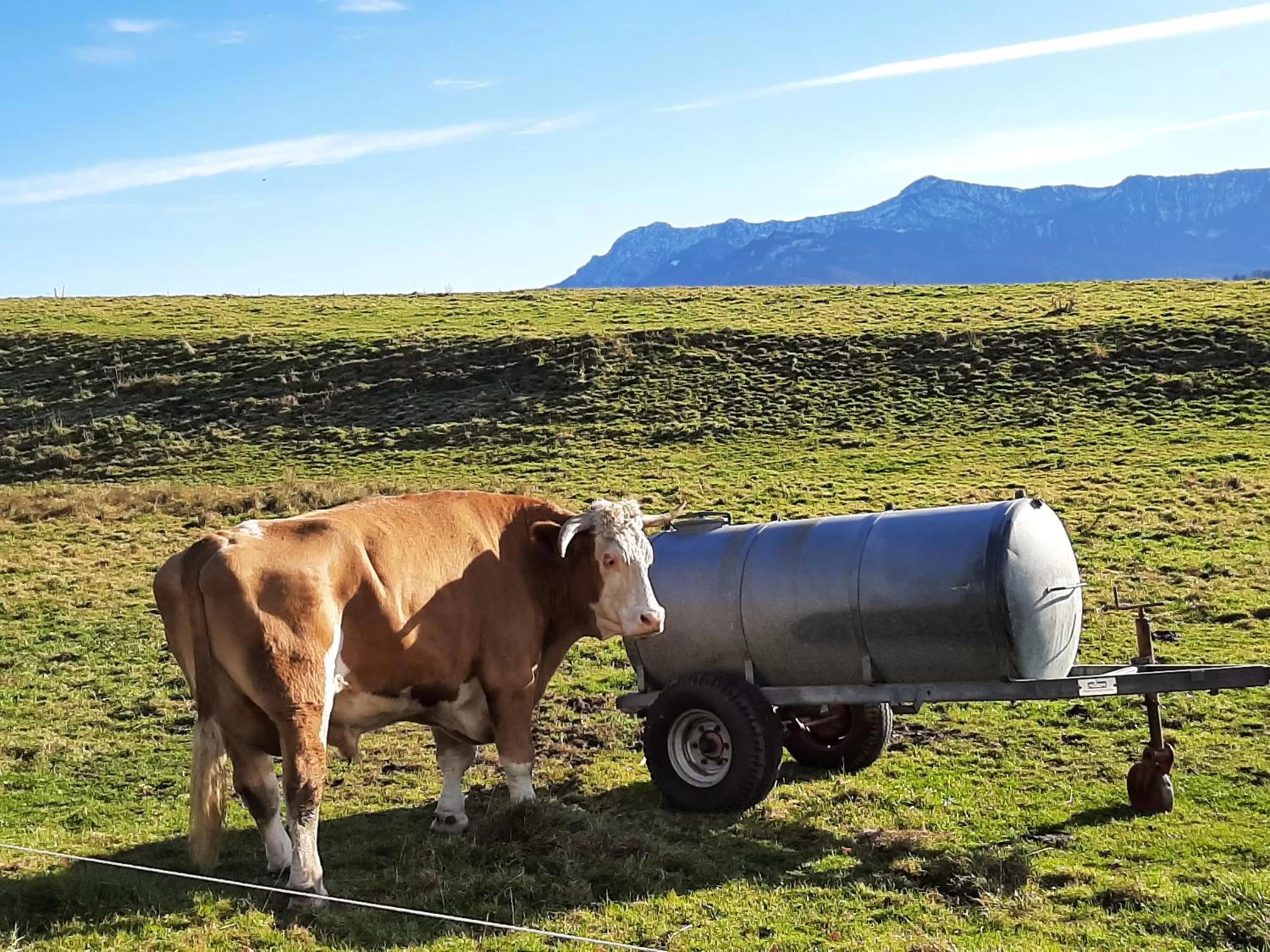 Nearby landmark in Boutique Hotel Angerer