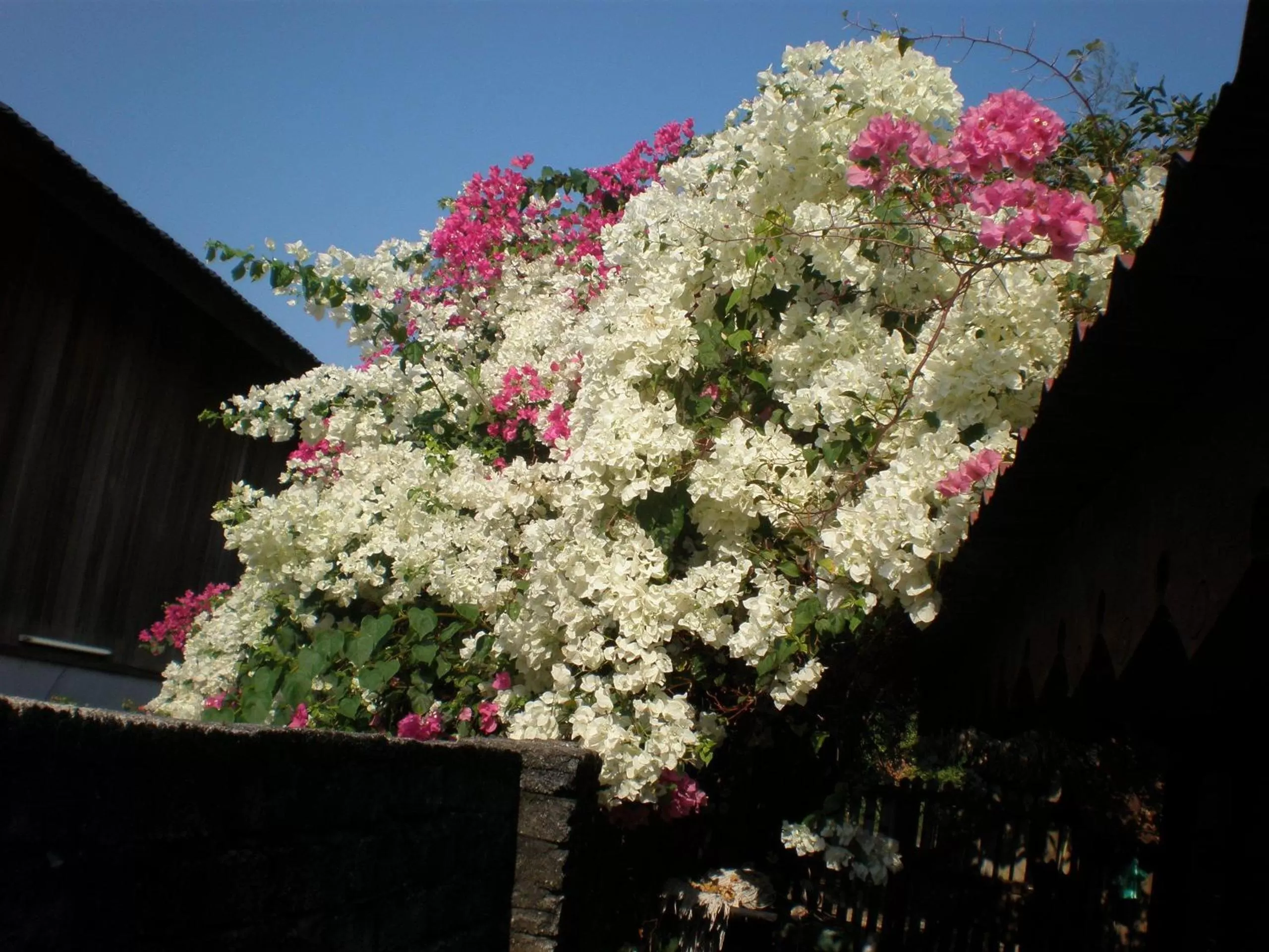 Decorative detail in Villa Molek